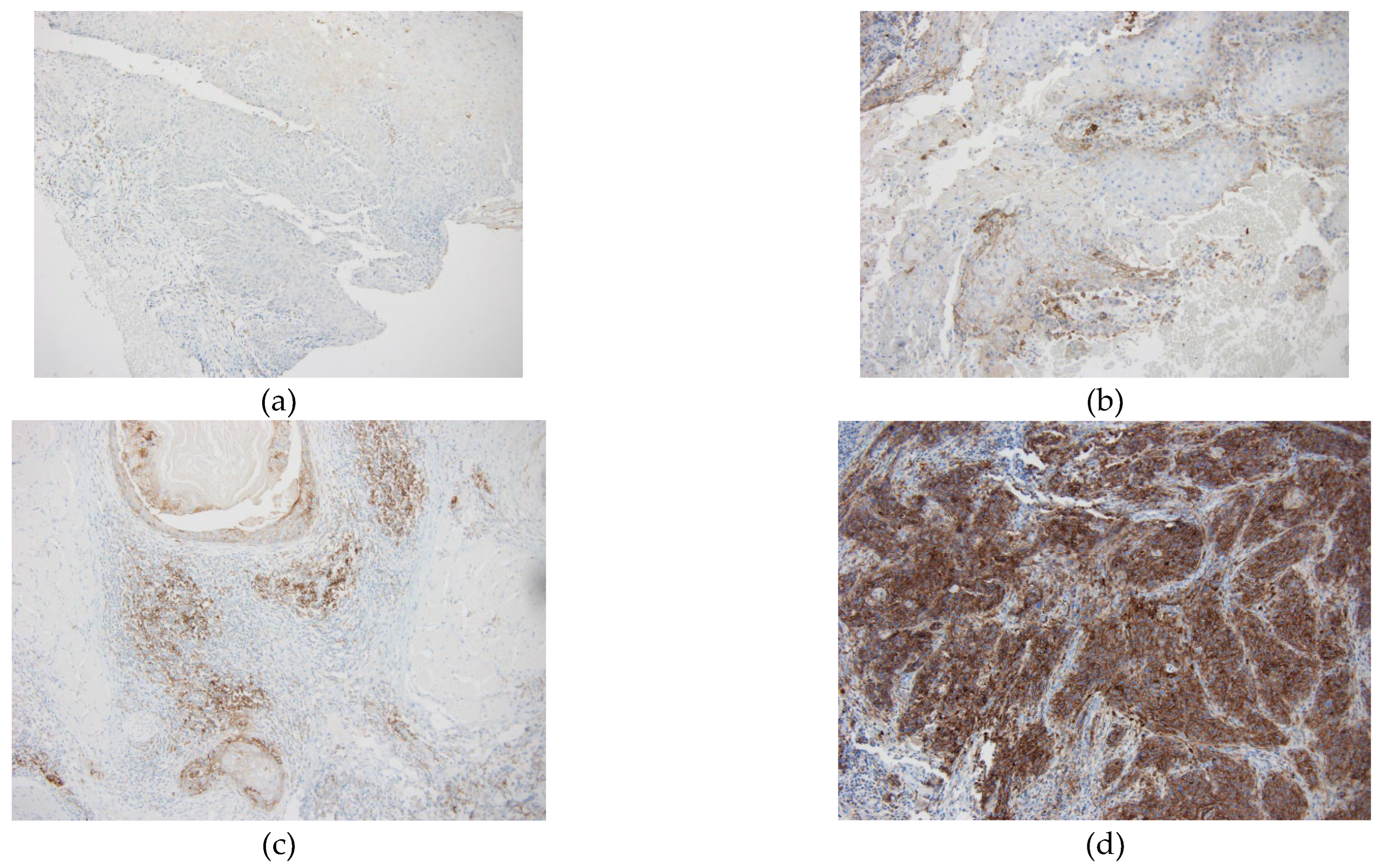 Preprints 92340 g001