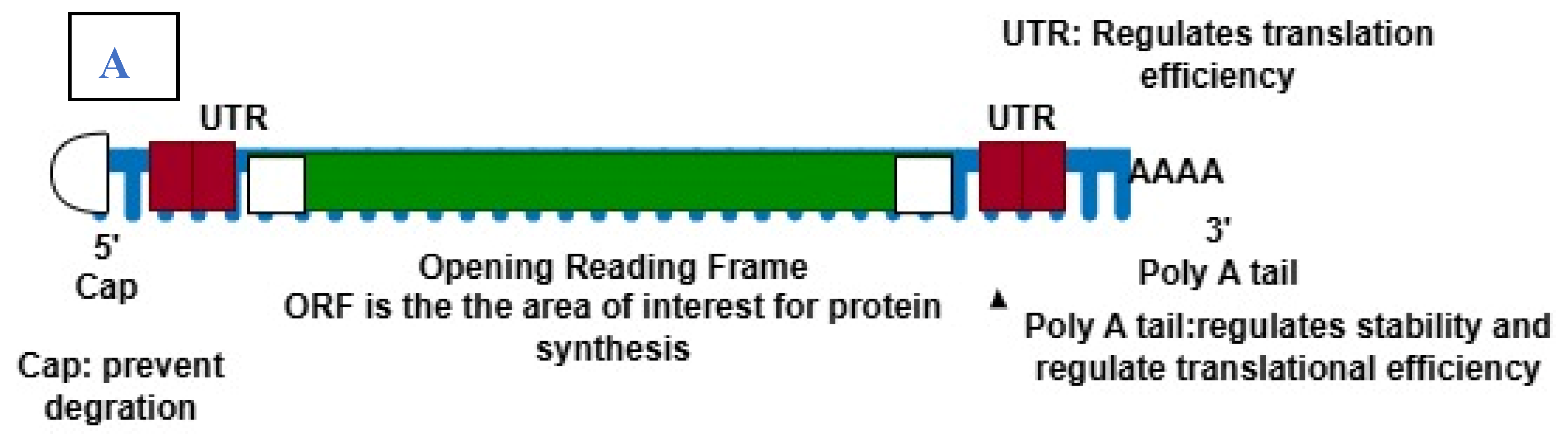 Preprints 158383 g001a