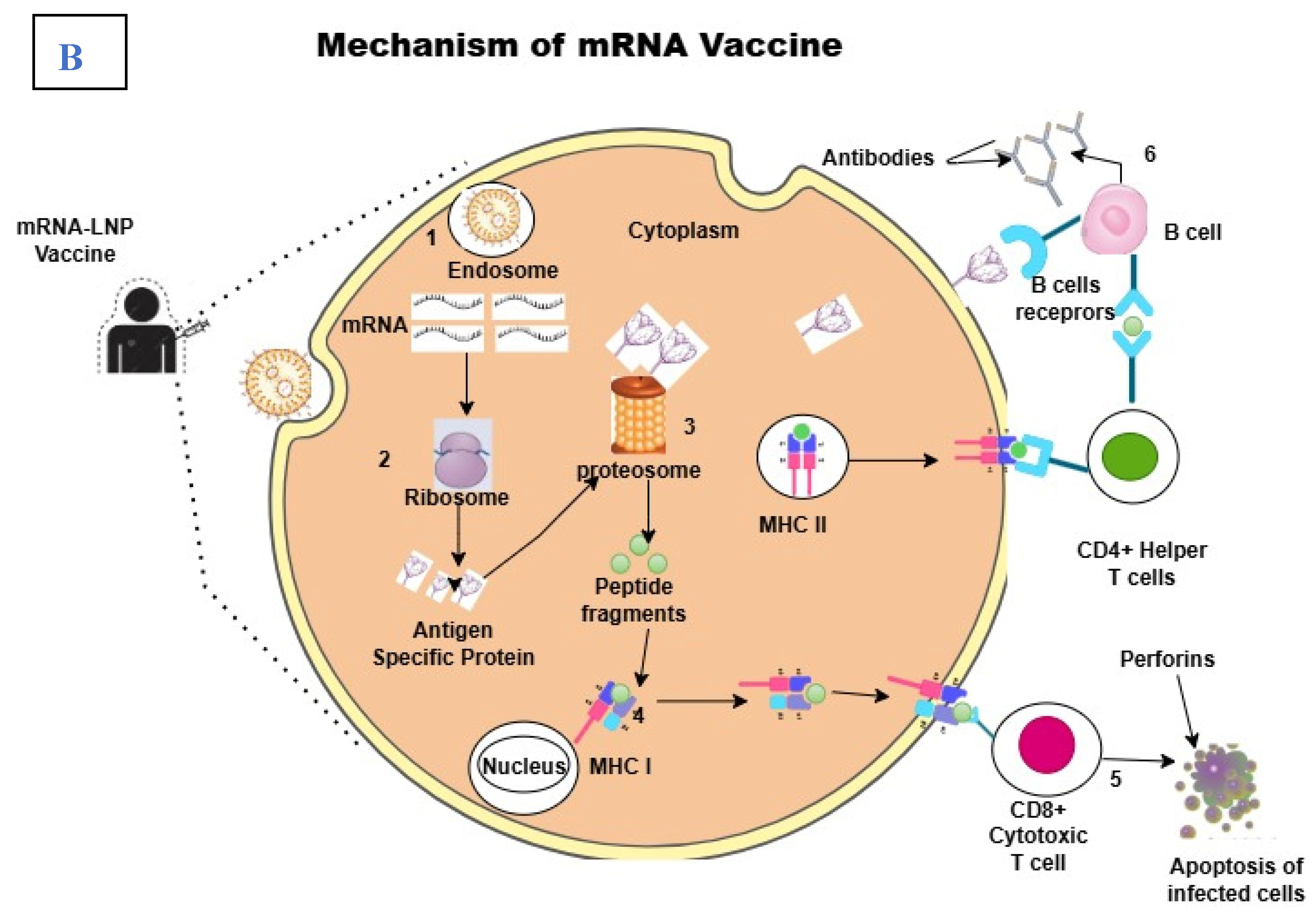 Preprints 158383 g001b