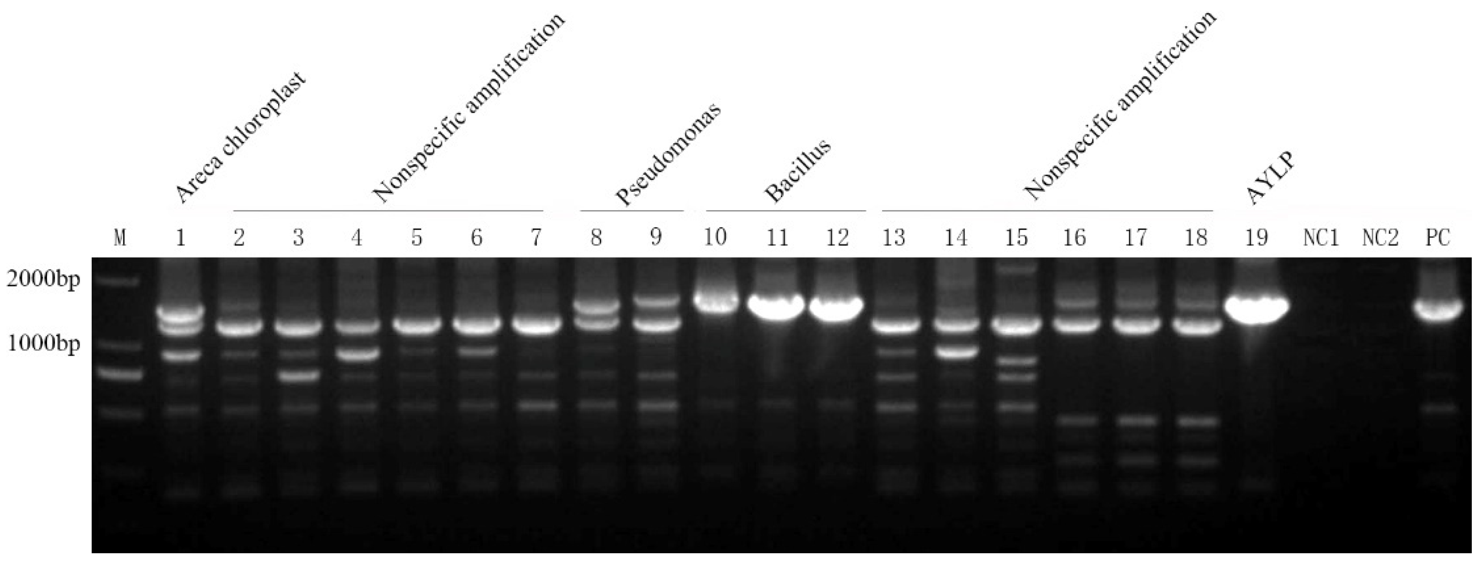 Preprints 156677 g001
