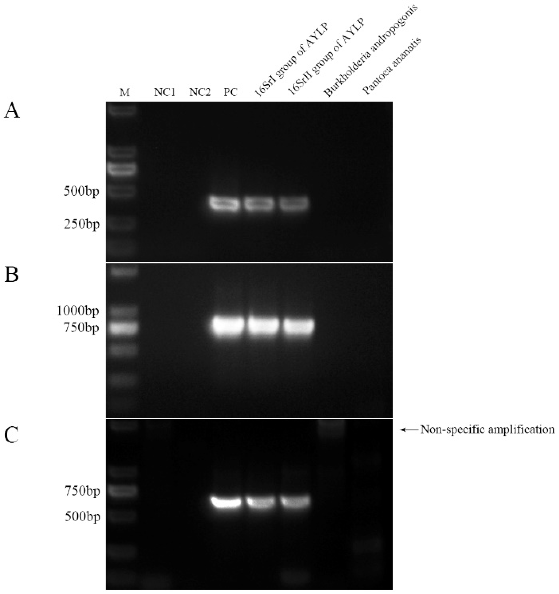 Preprints 156677 g003