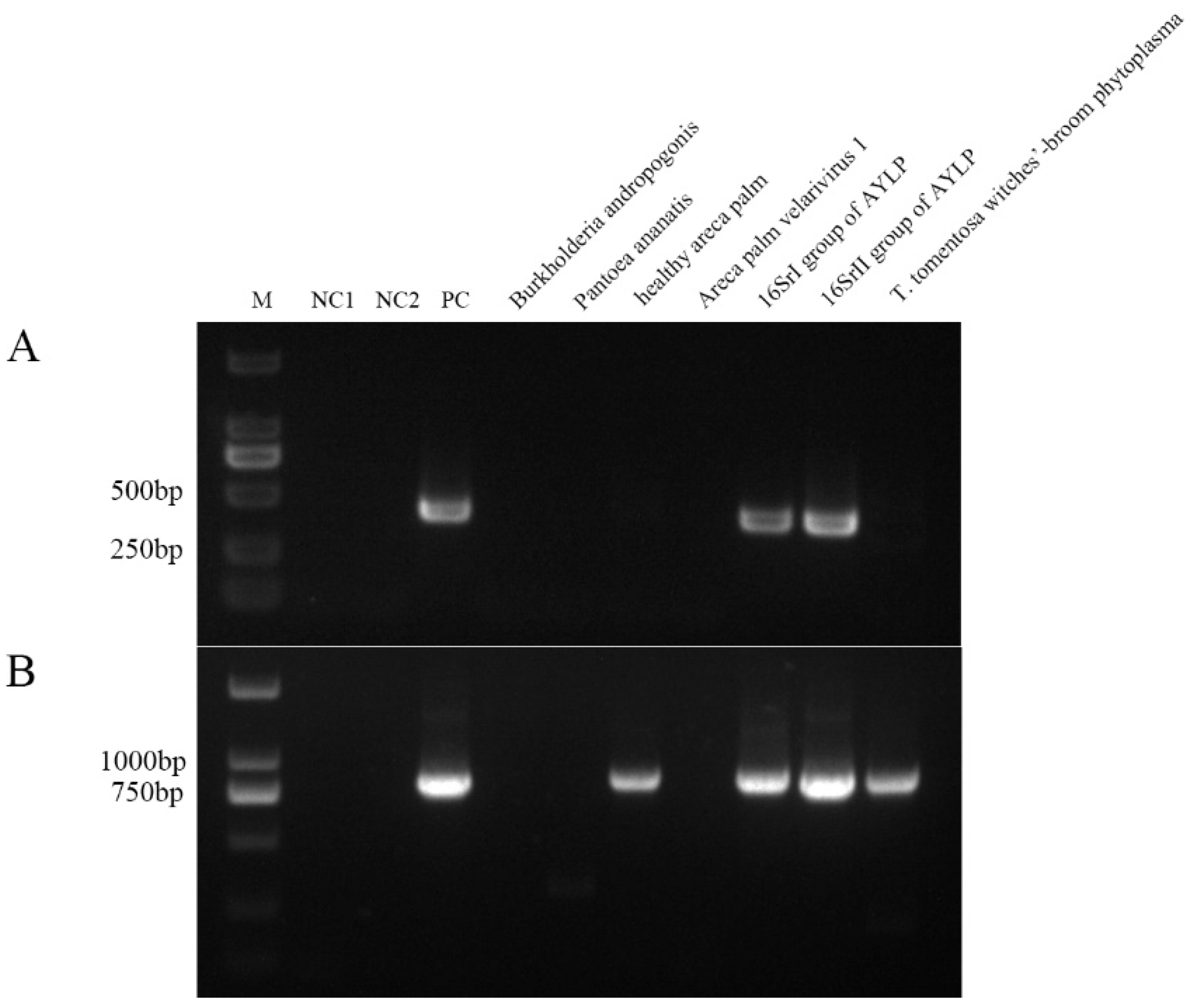 Preprints 156677 g004