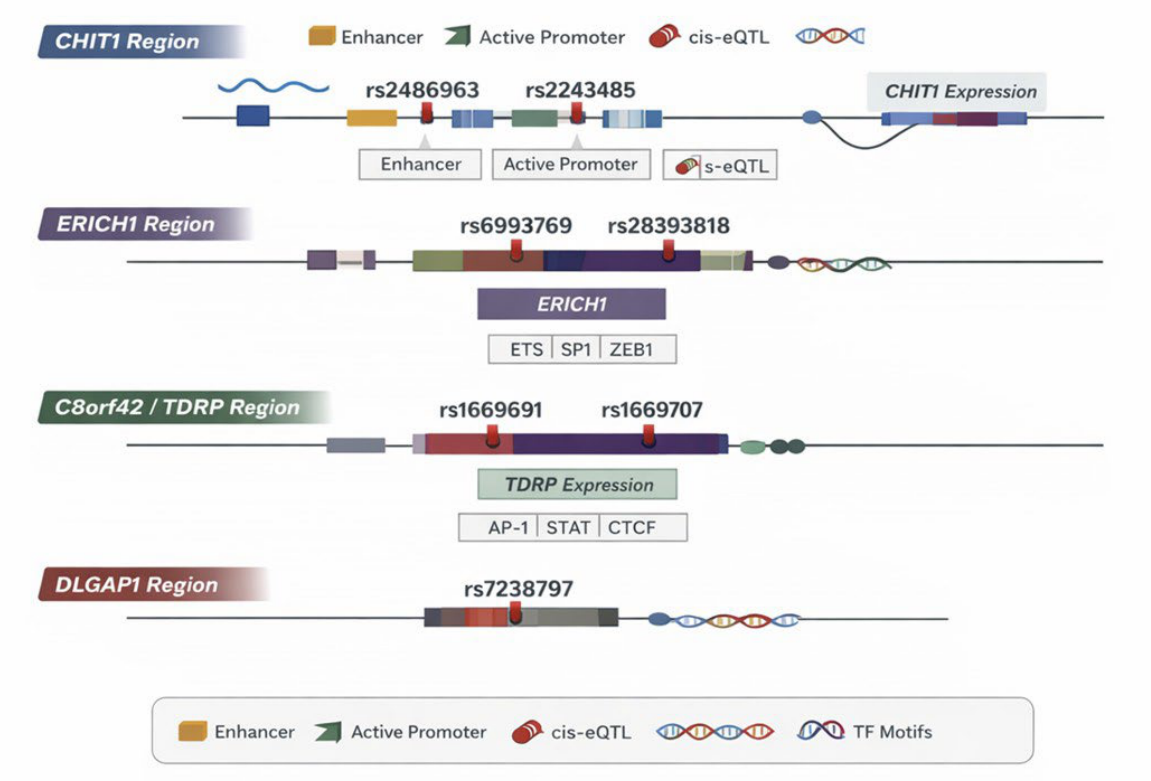 Microrna 522 Exploration of Regulatory Elements, MicroRNAs, and Copy Number ...