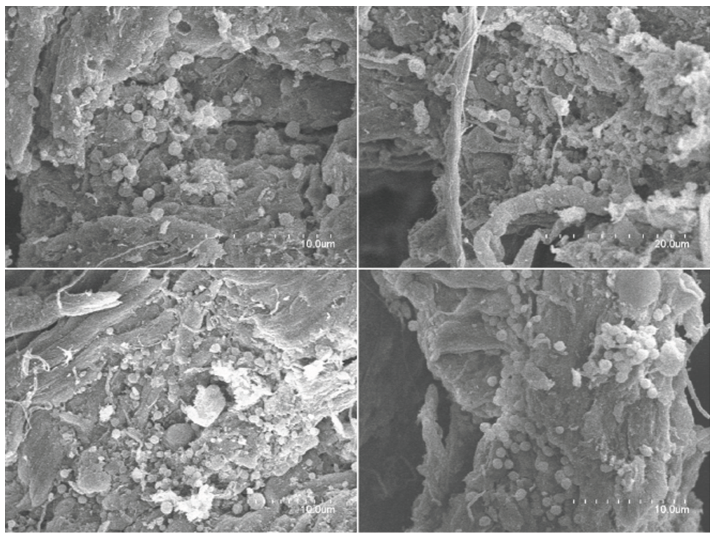 Preprints 176485 g011