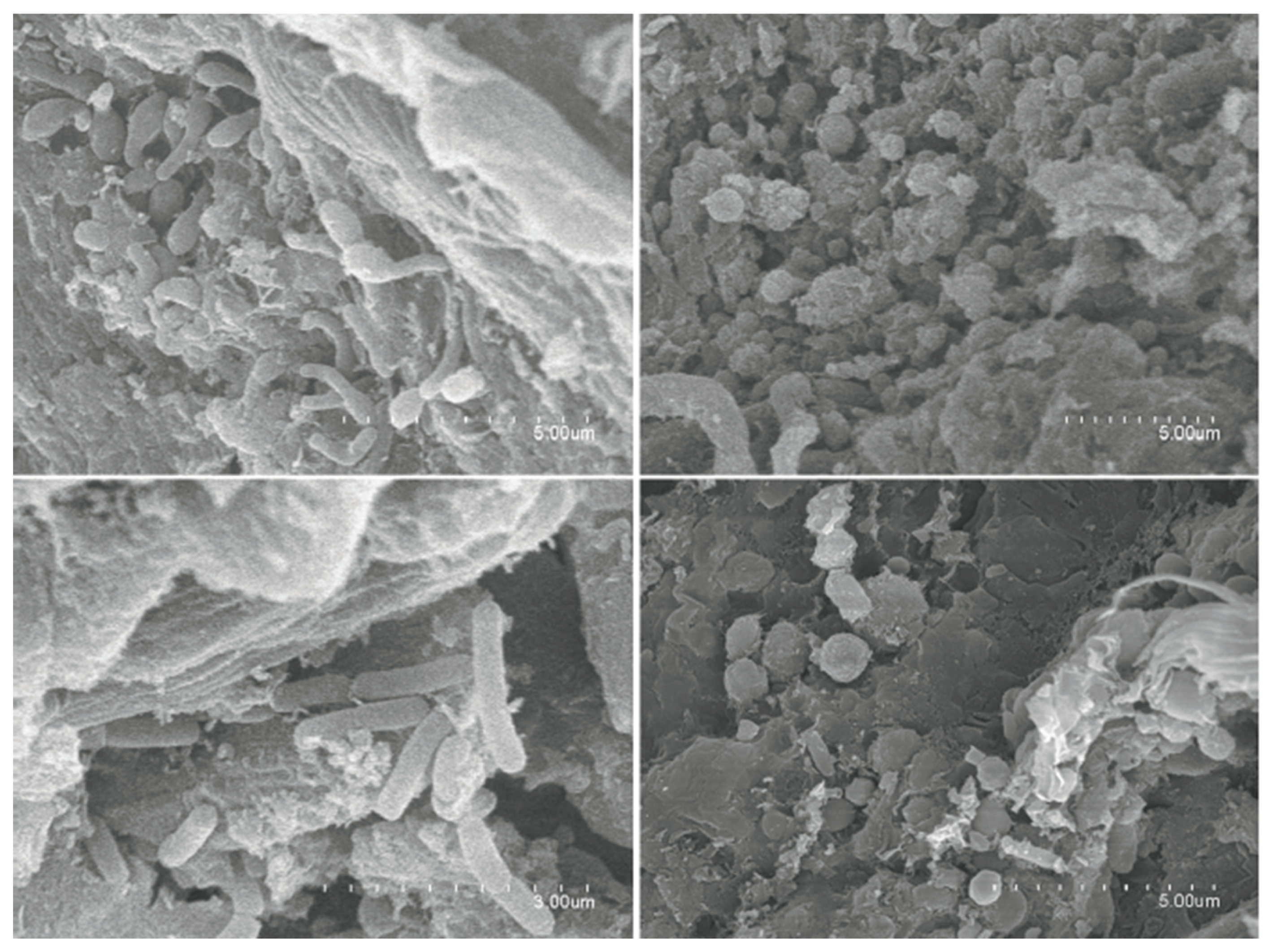 Preprints 176485 g012