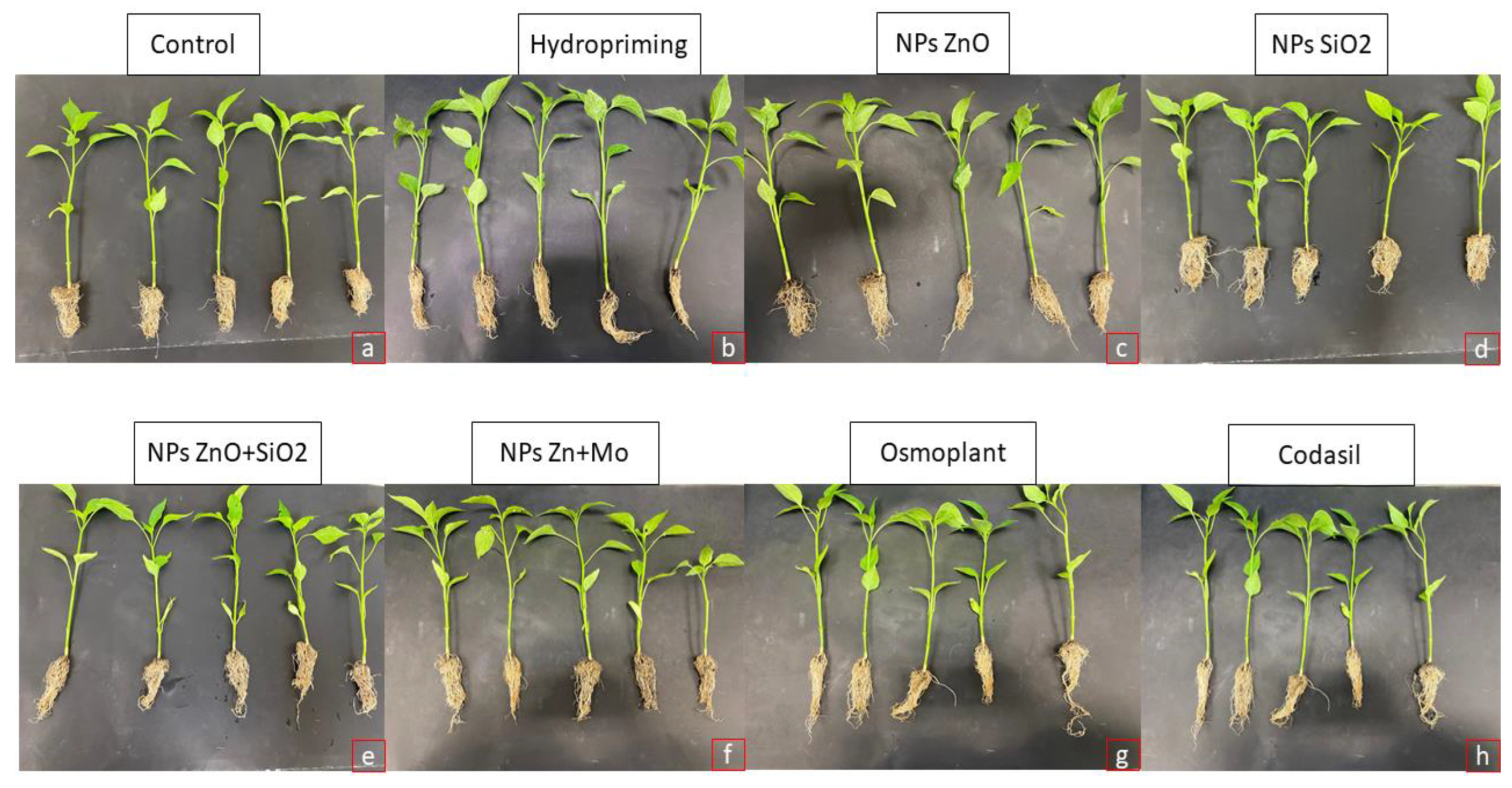 Preprints 173407 g004