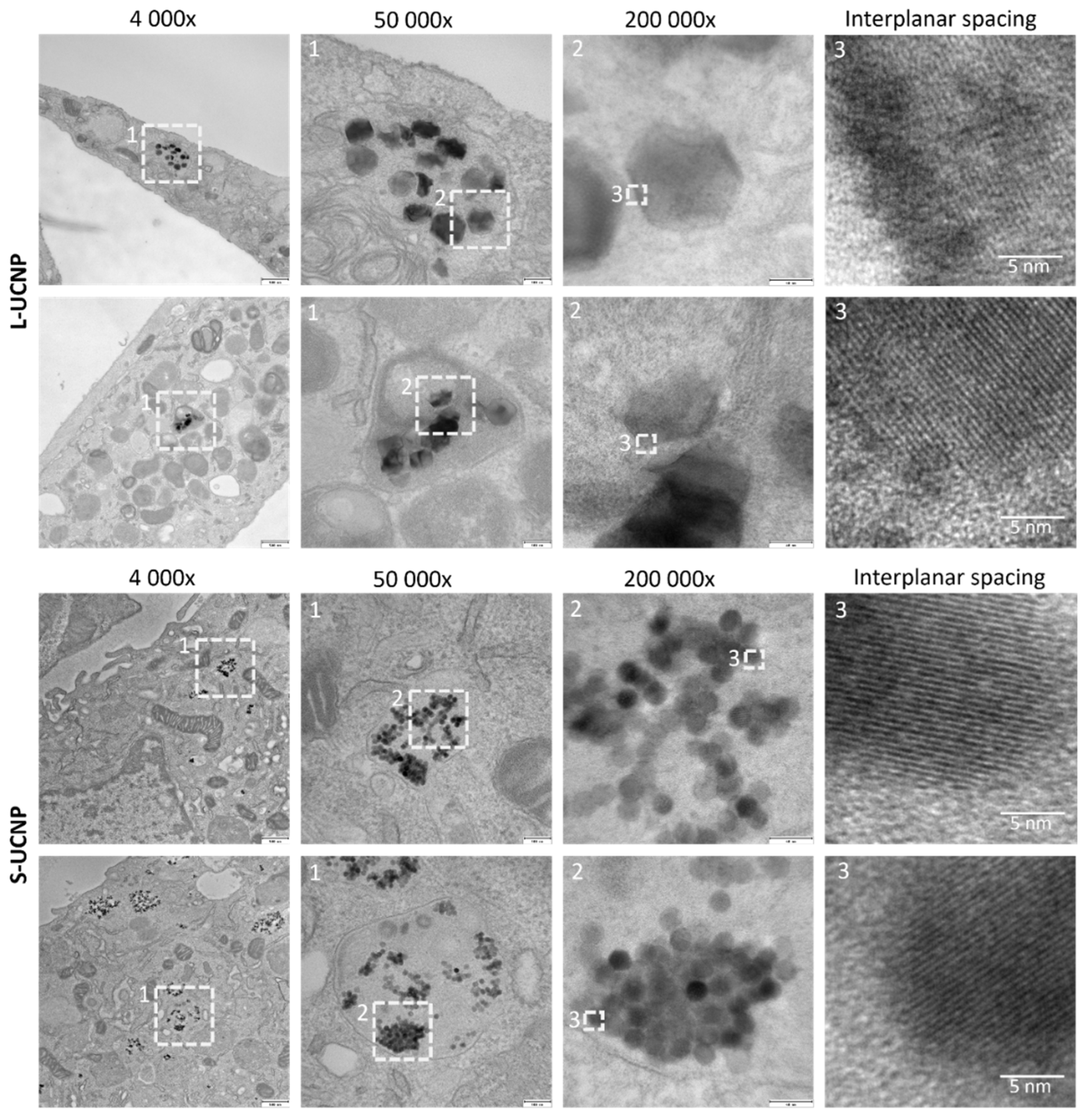 Preprints 101585 g002