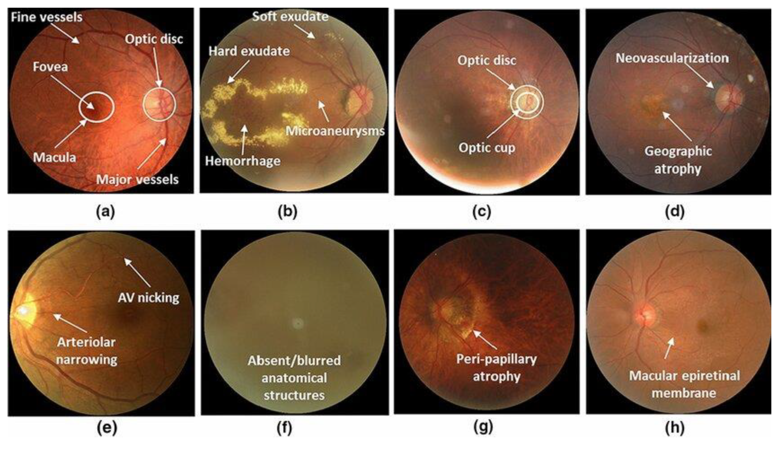 Preprints 146596 g002