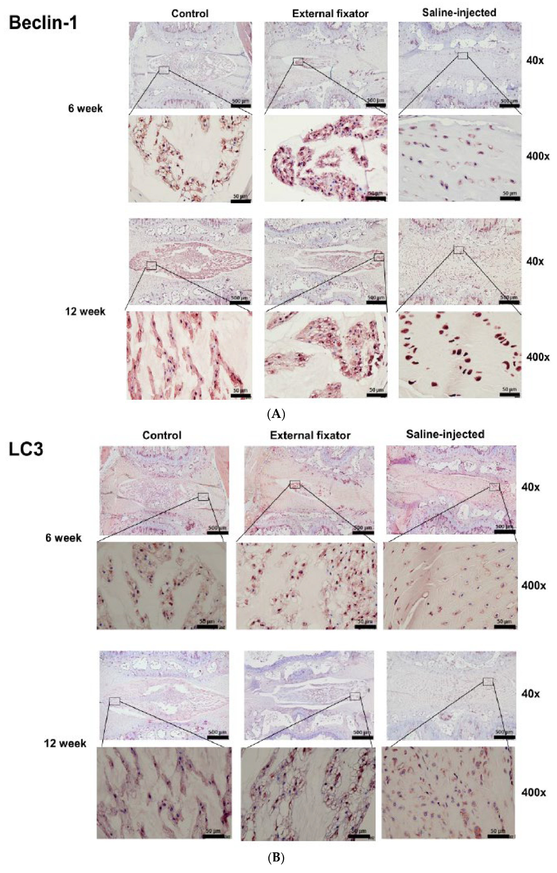 Preprints 67434 g003a