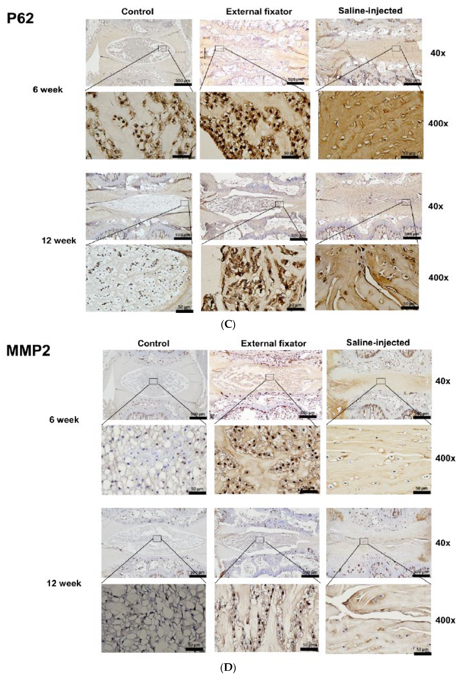 Preprints 67434 g003b