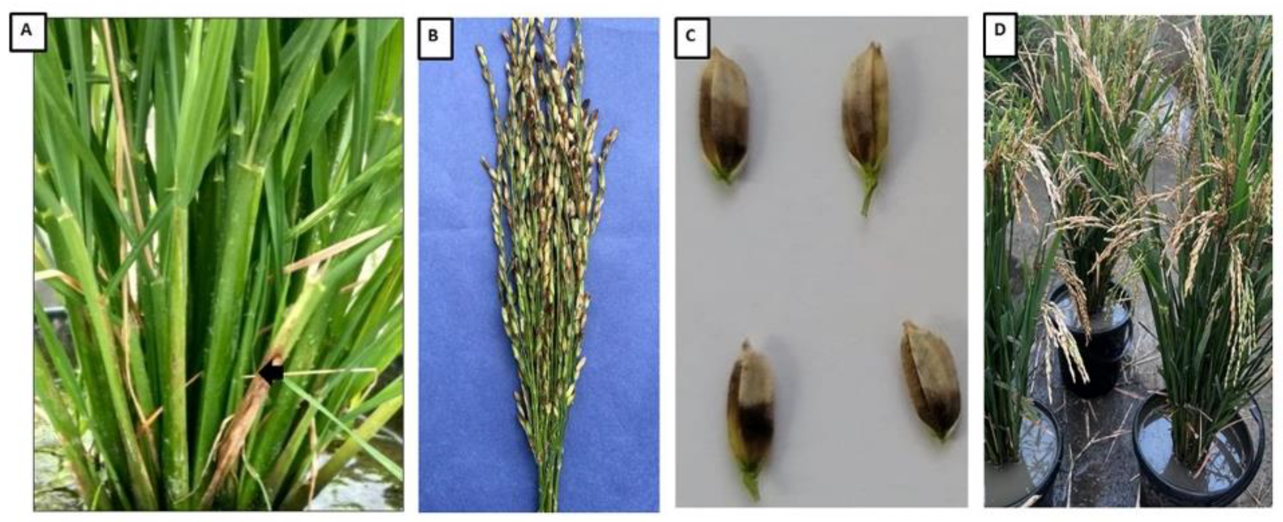 Preprints 194311 g001