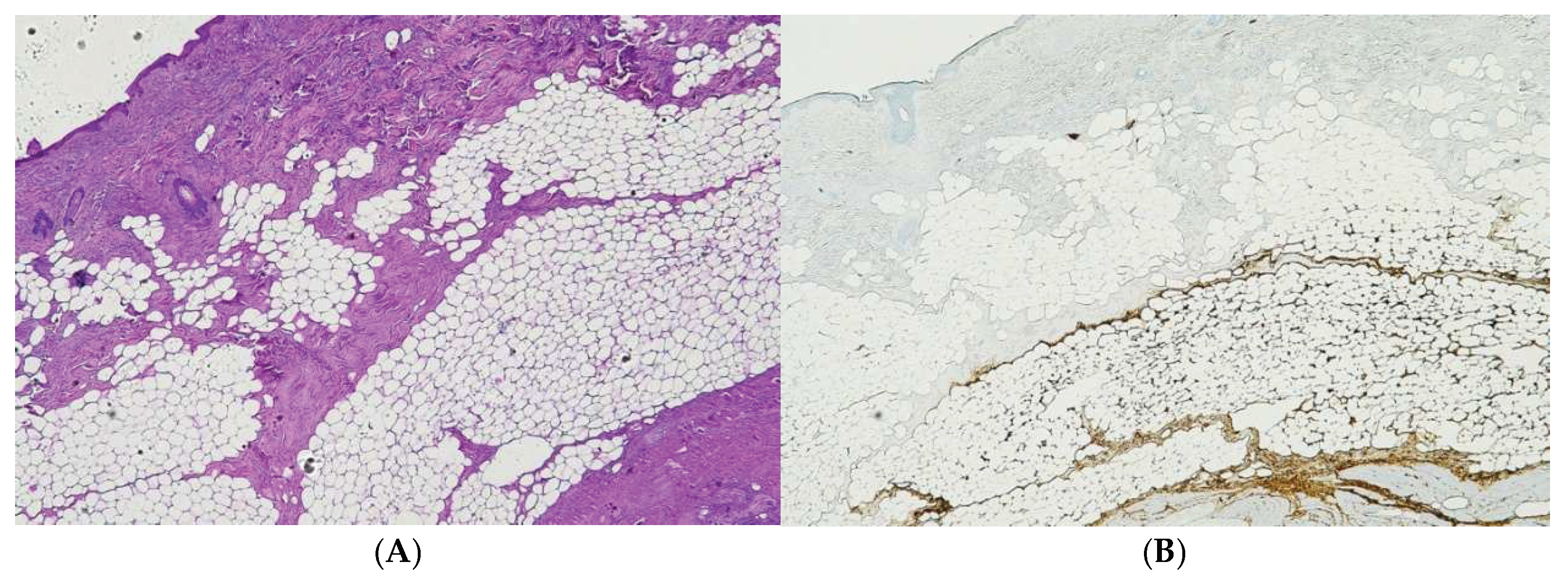 Preprints 192006 g008