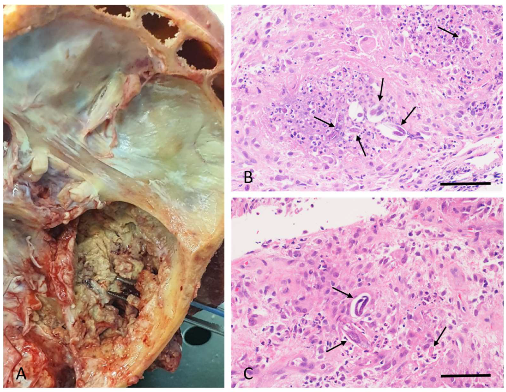 Preprints 145582 g002