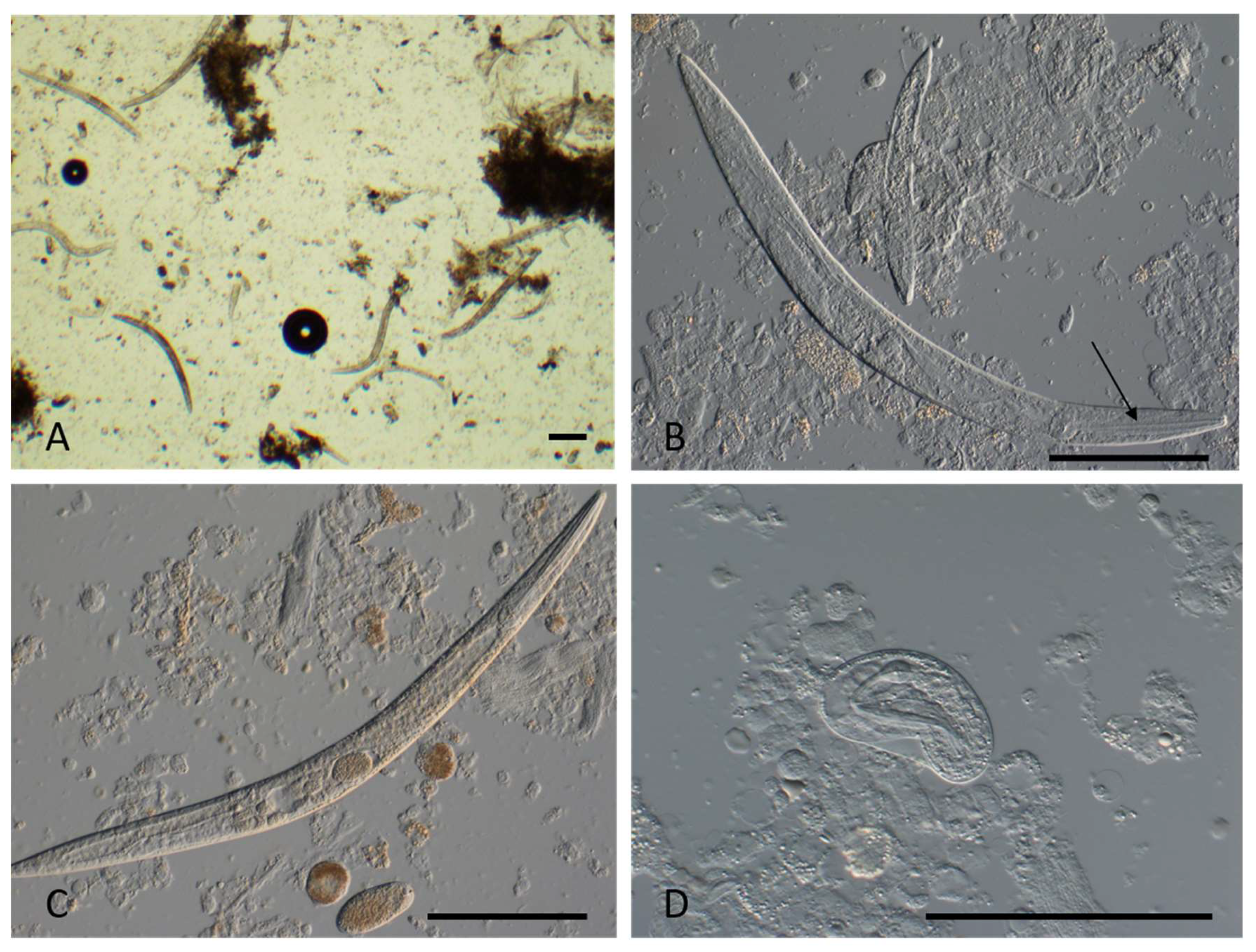 Preprints 145582 g003