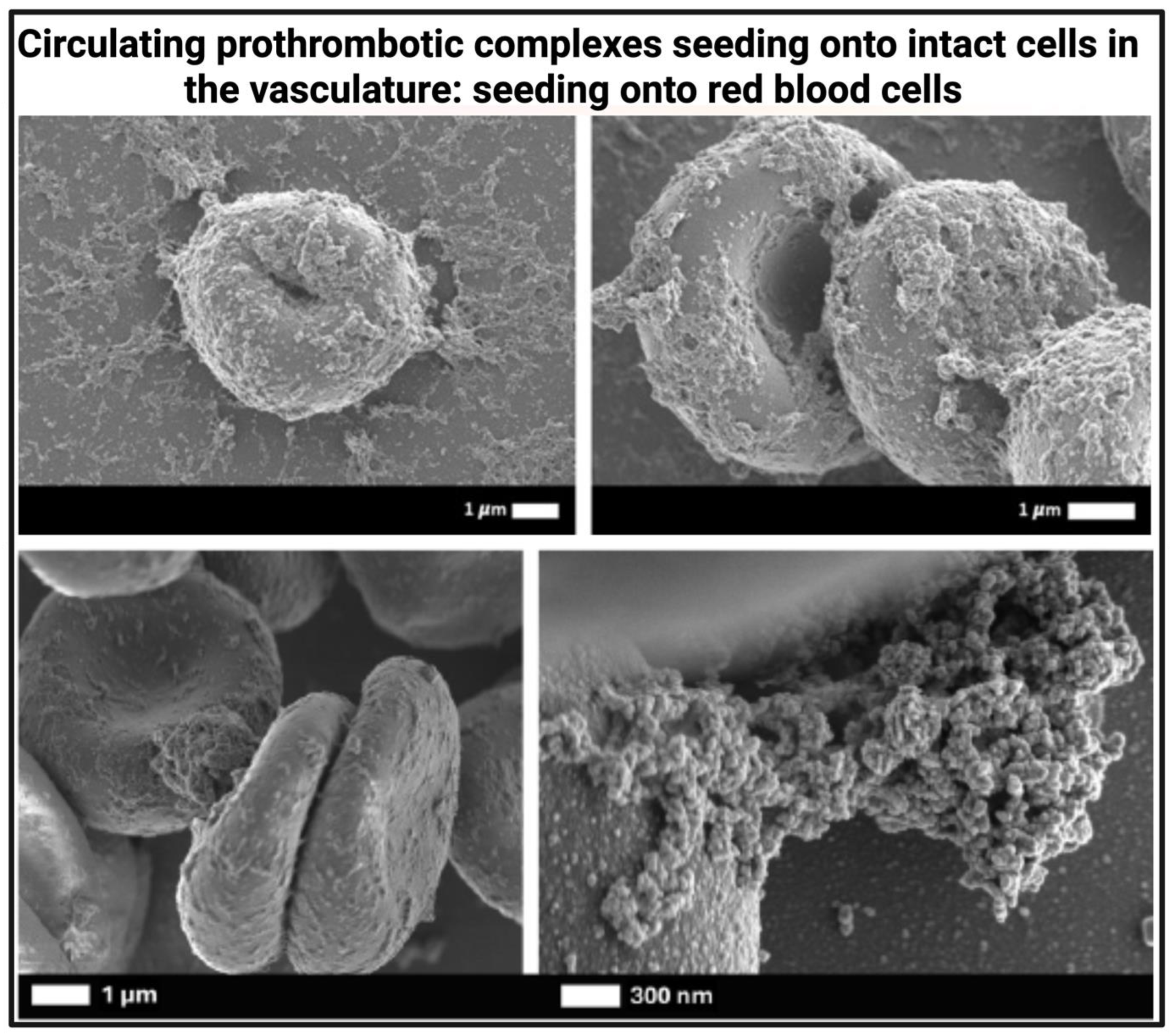Preprints 180853 g005