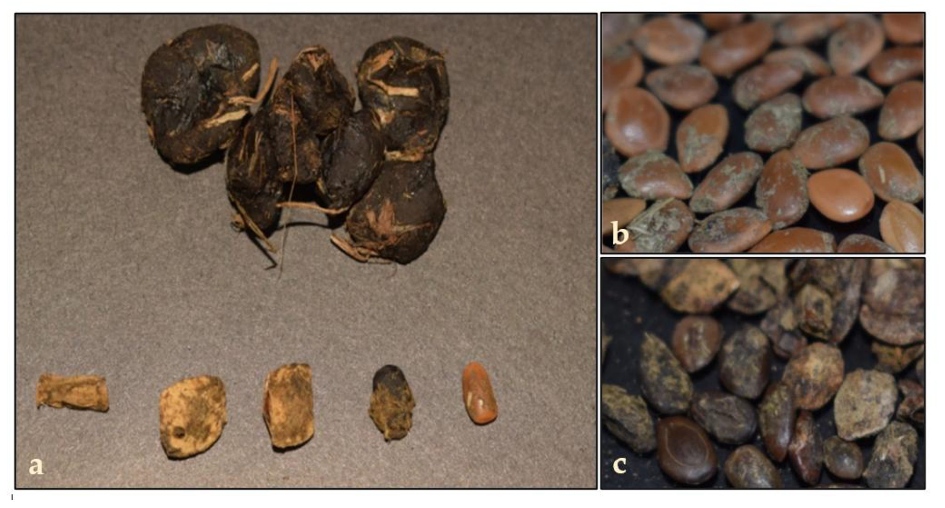 Preprints 186380 g001