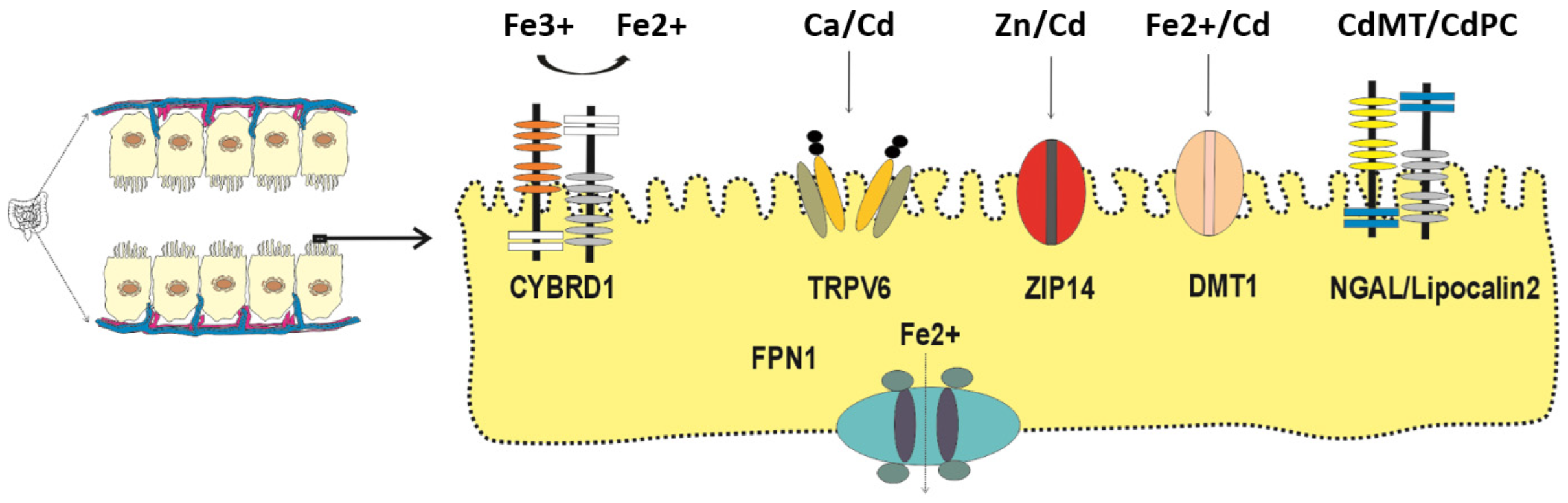 Preprints 192998 g001
