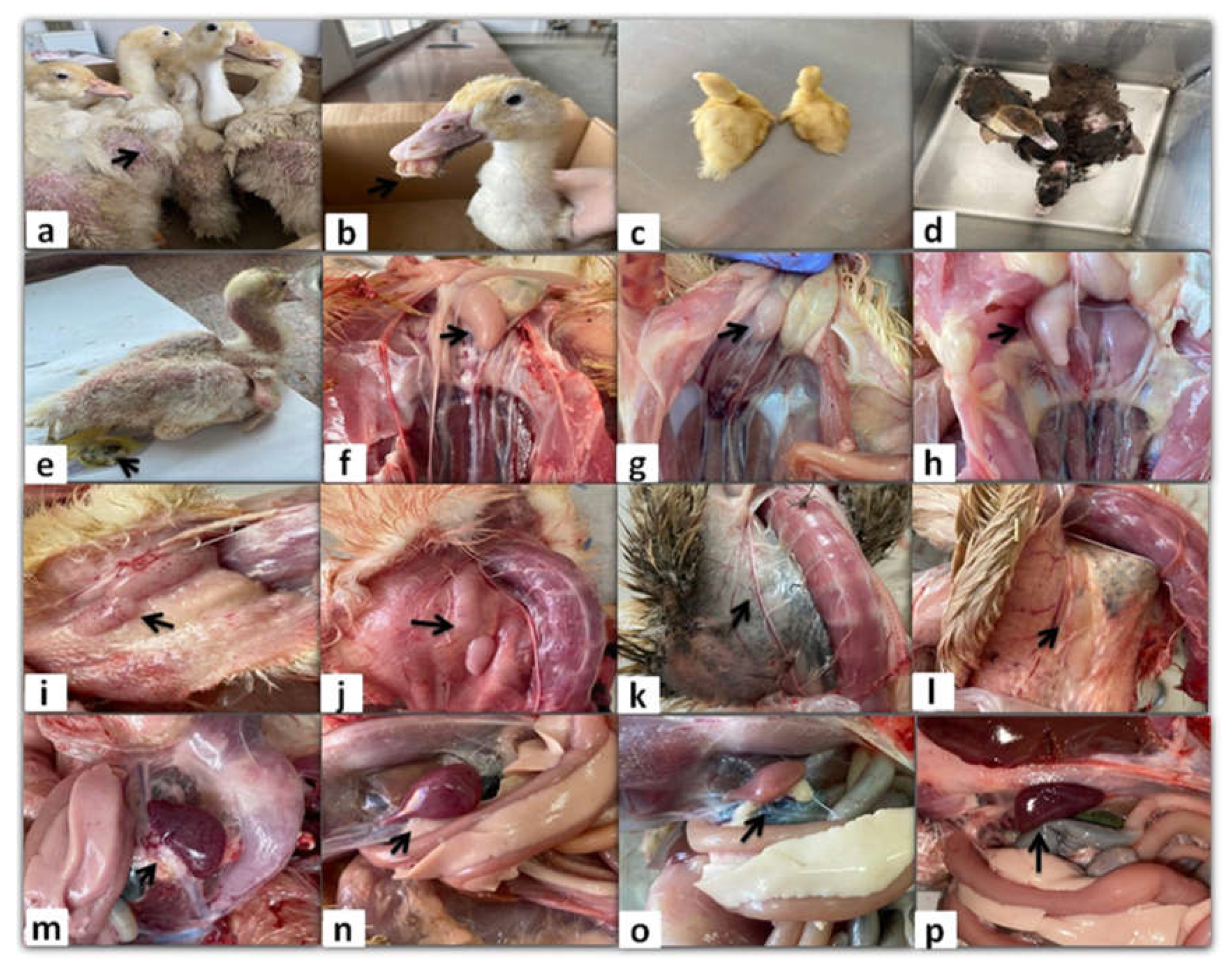 Preprints 139920 g001