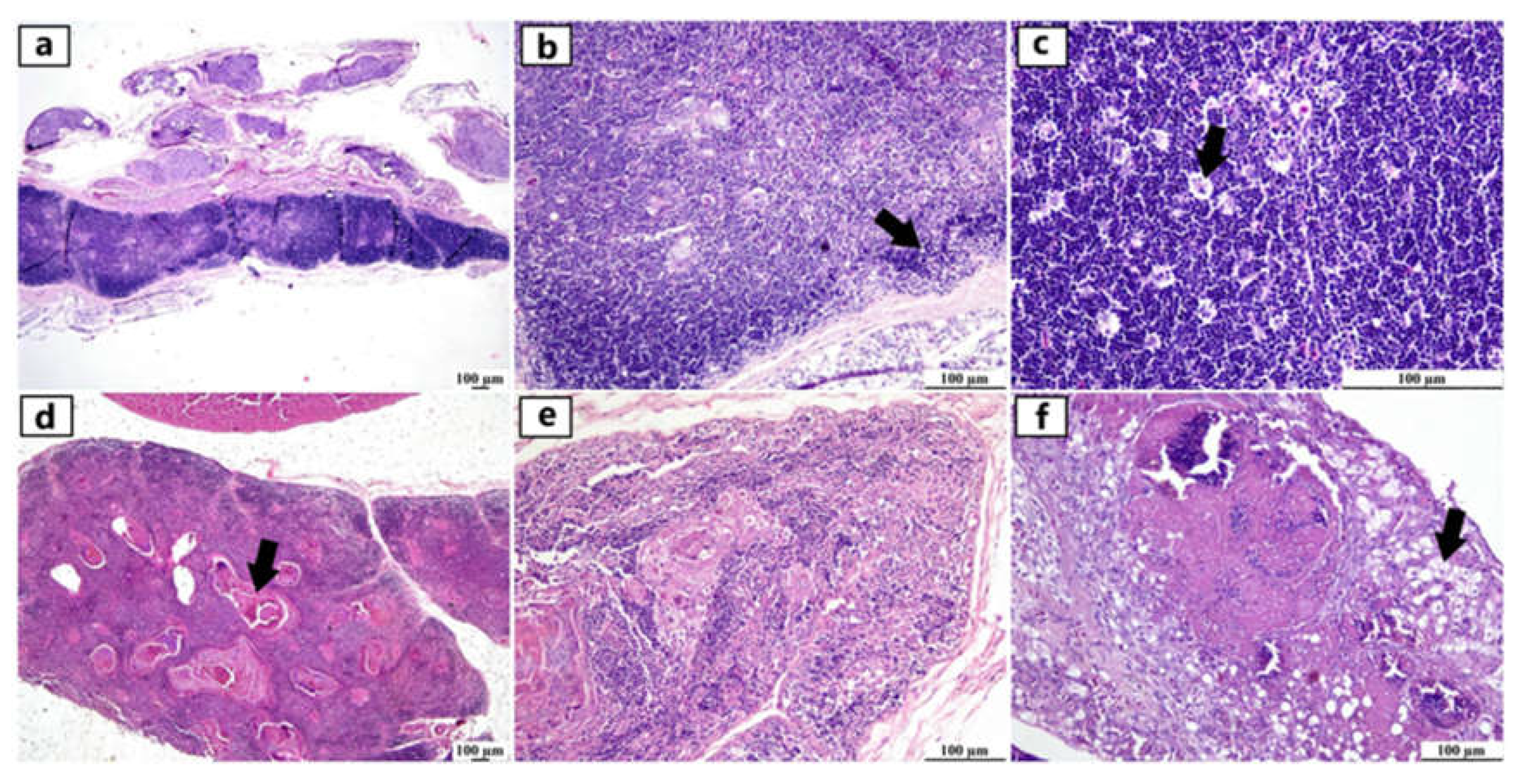 Preprints 139920 g002