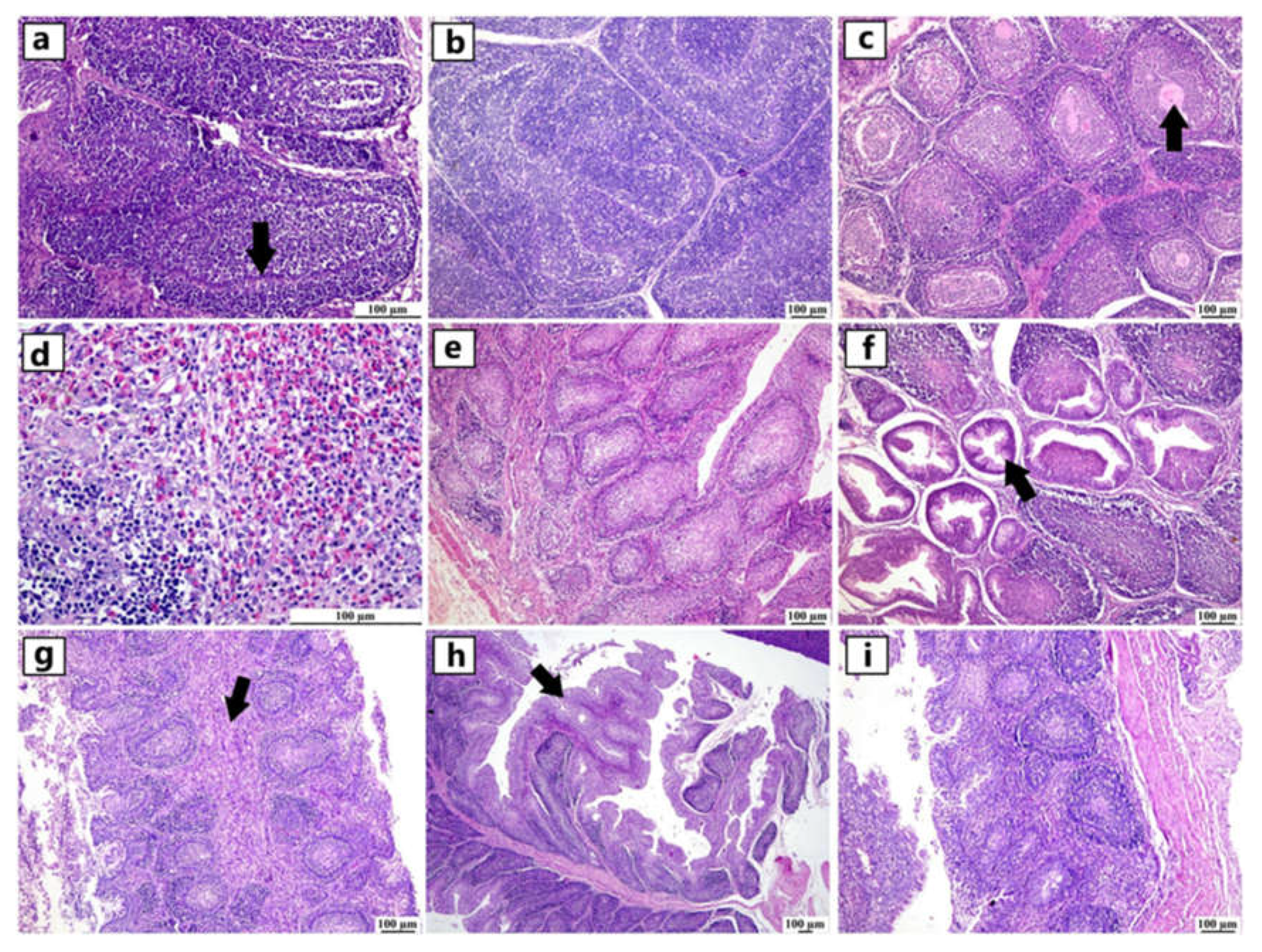 Preprints 139920 g004