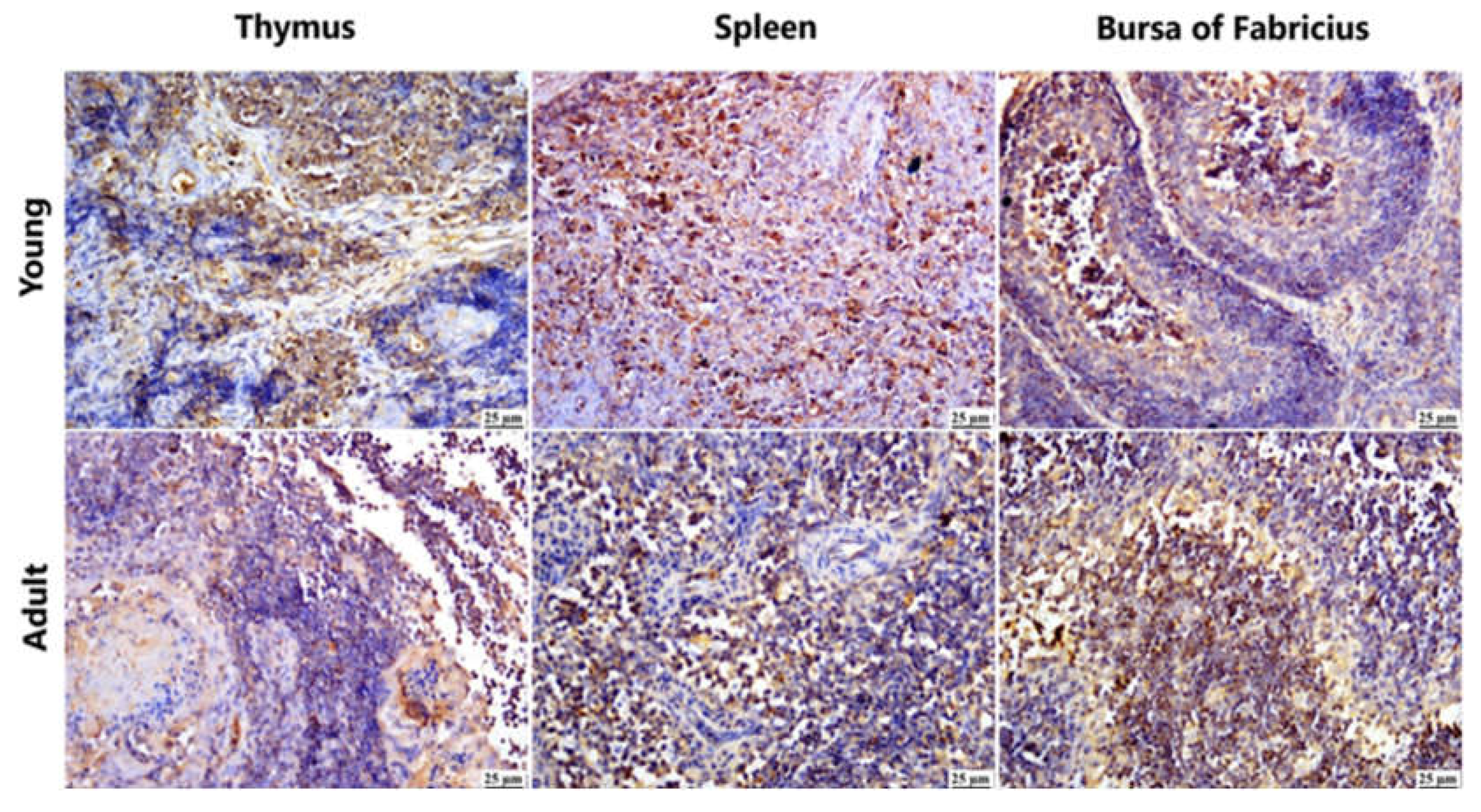 Preprints 139920 g005