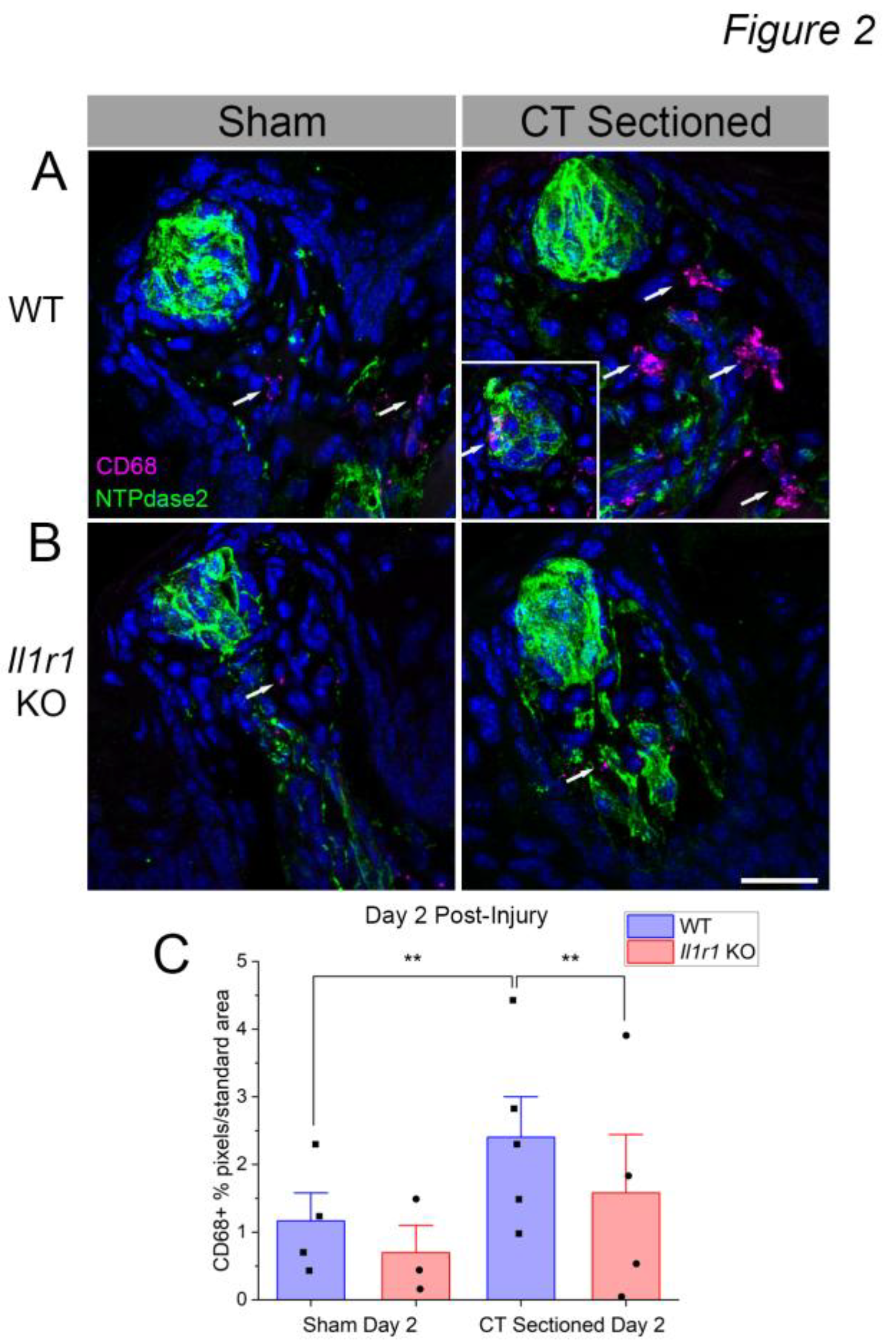Preprints 192012 g002