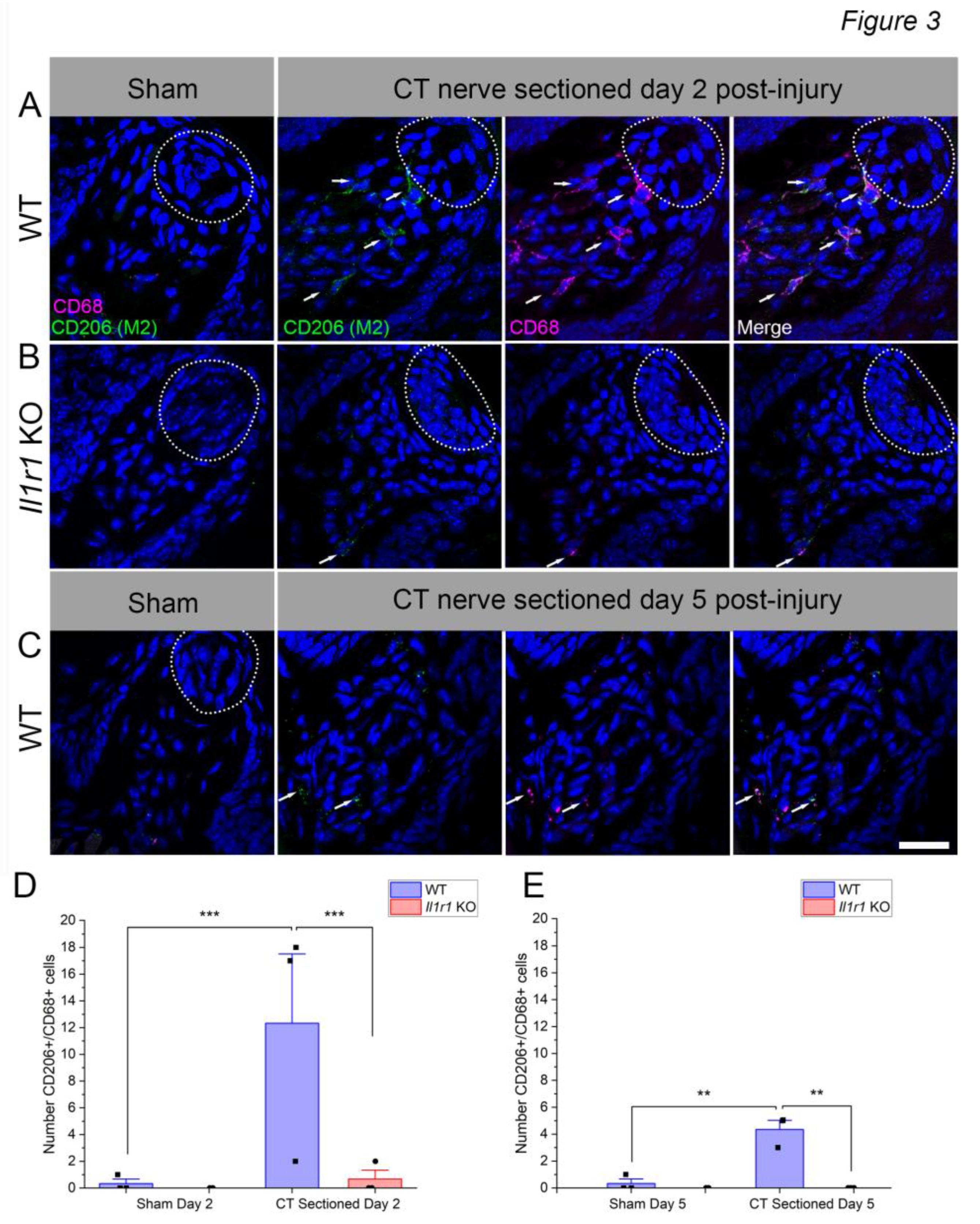Preprints 192012 g003