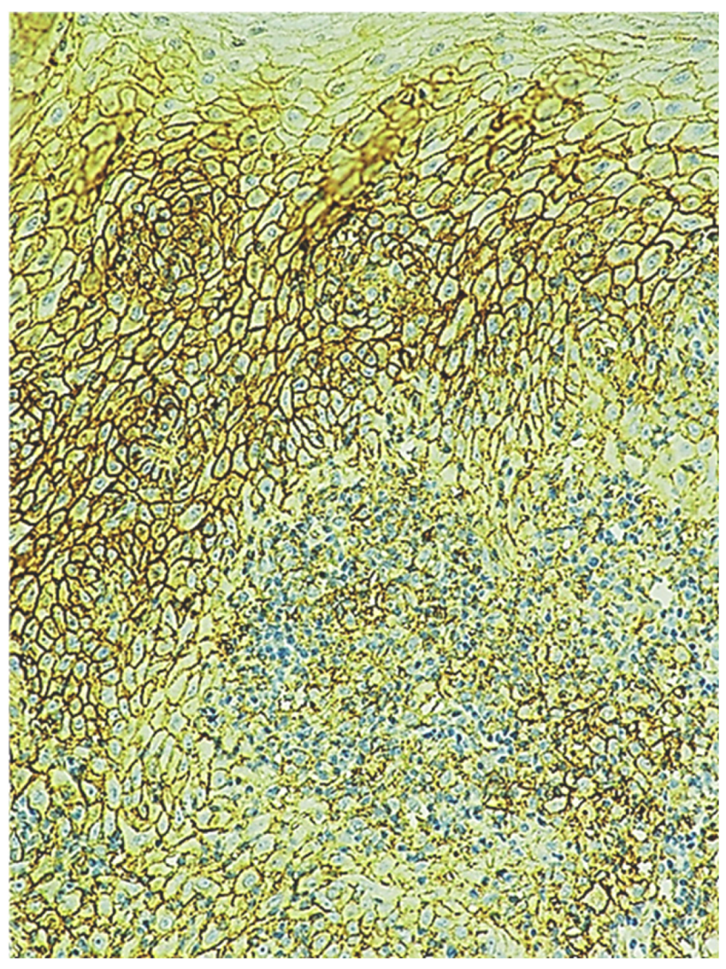 Preprints 201969 g007