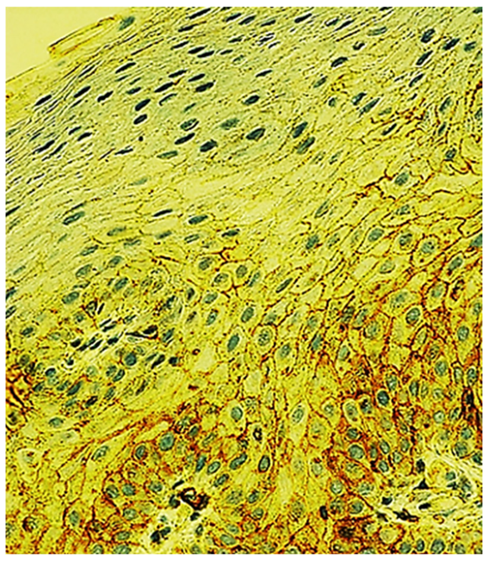 Preprints 201969 g008
