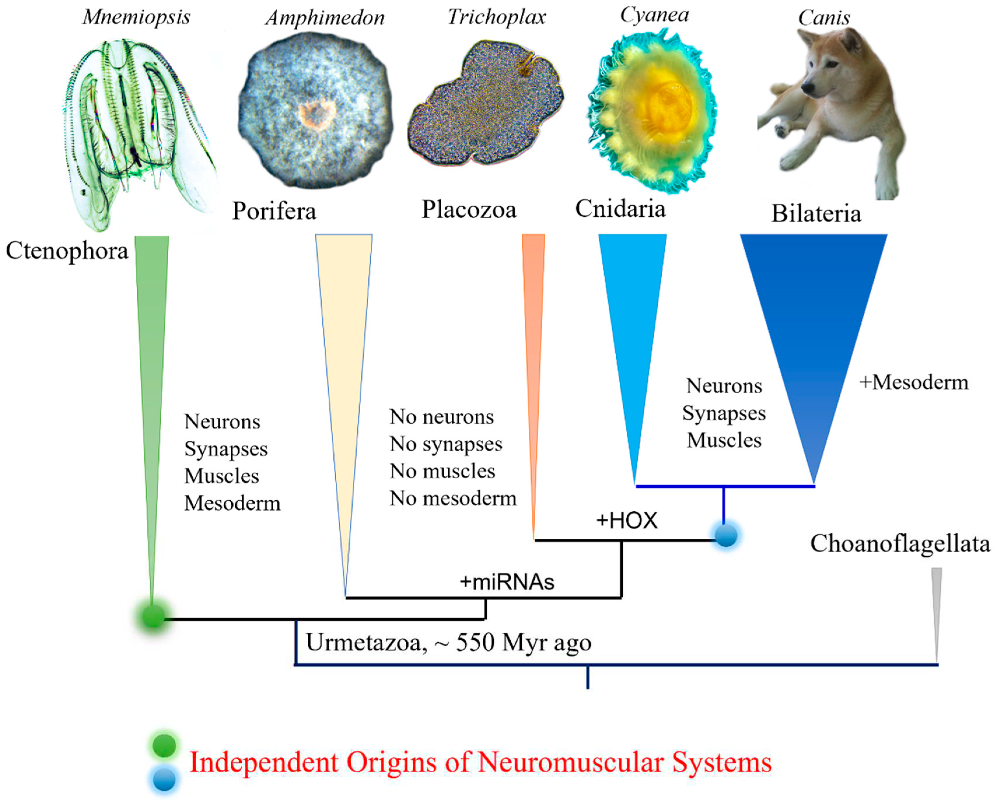 Preprints 90309 g001