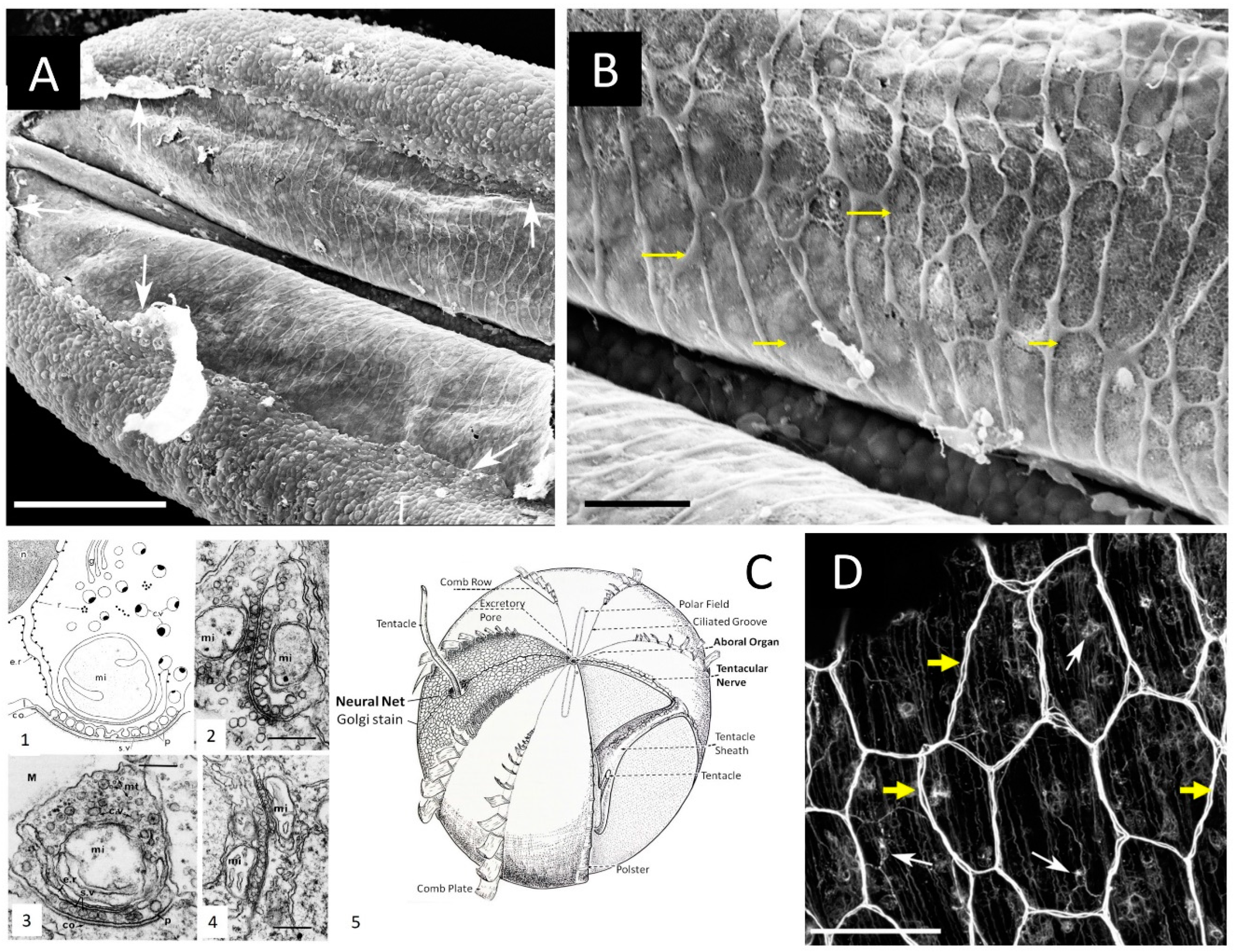 Preprints 90309 g002
