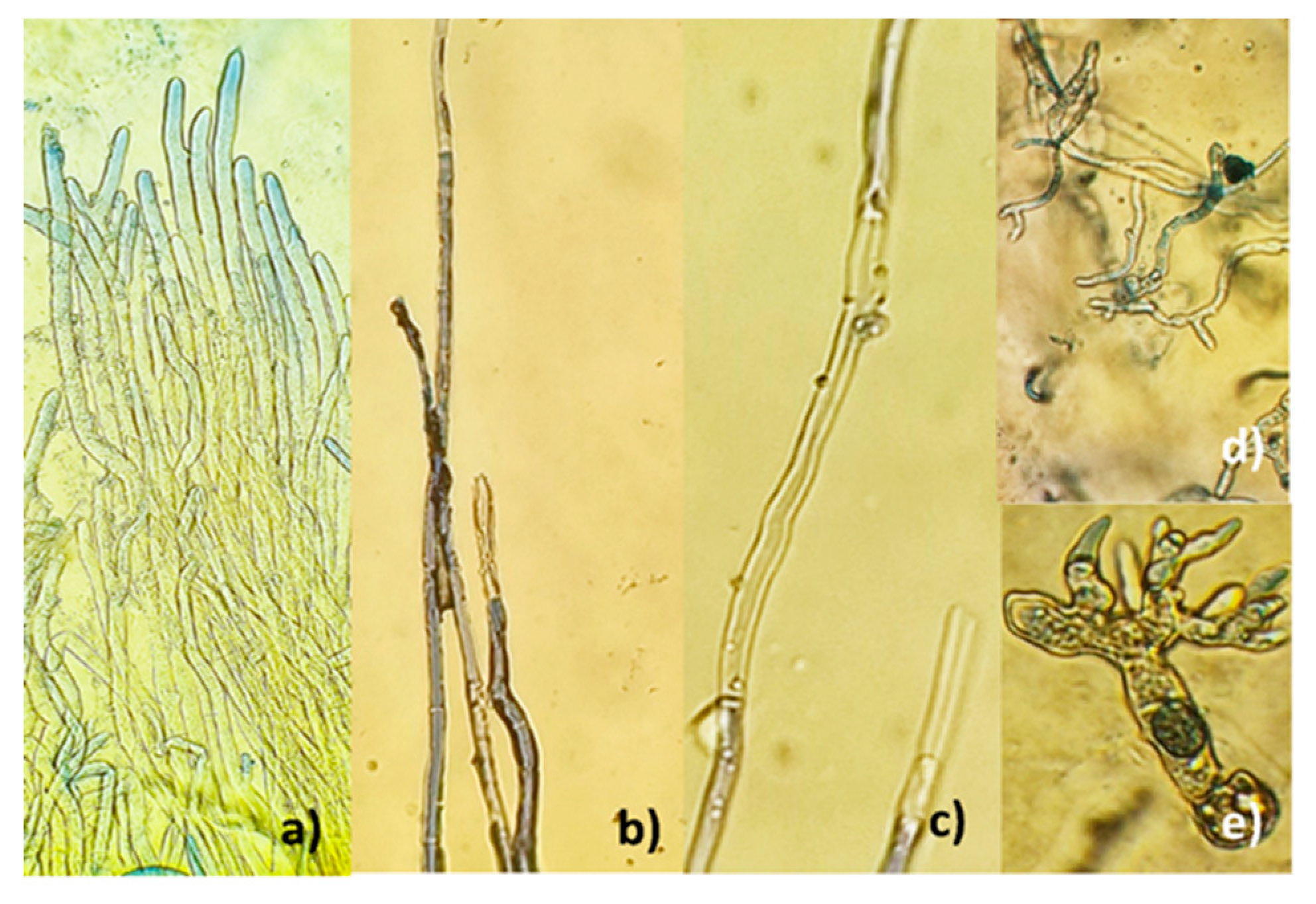Preprints 87563 g008