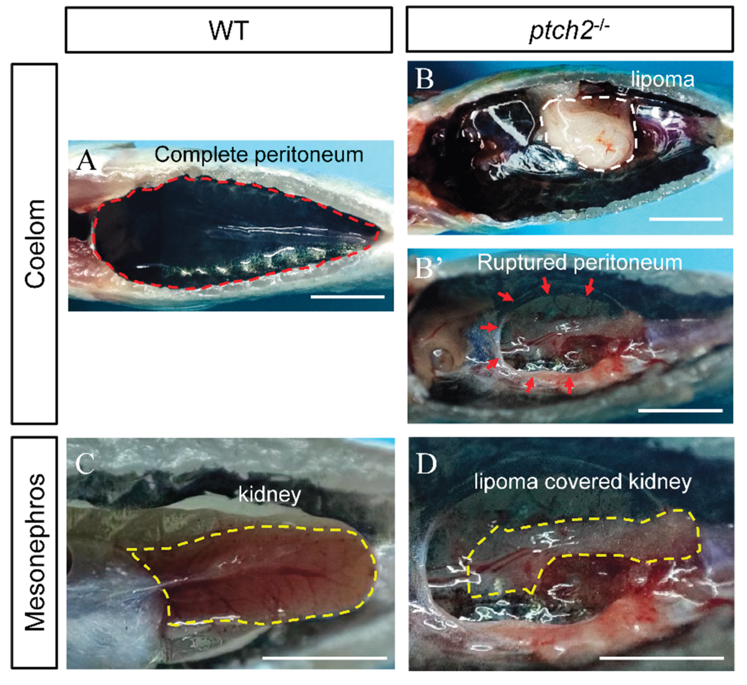 Preprints 191564 g002