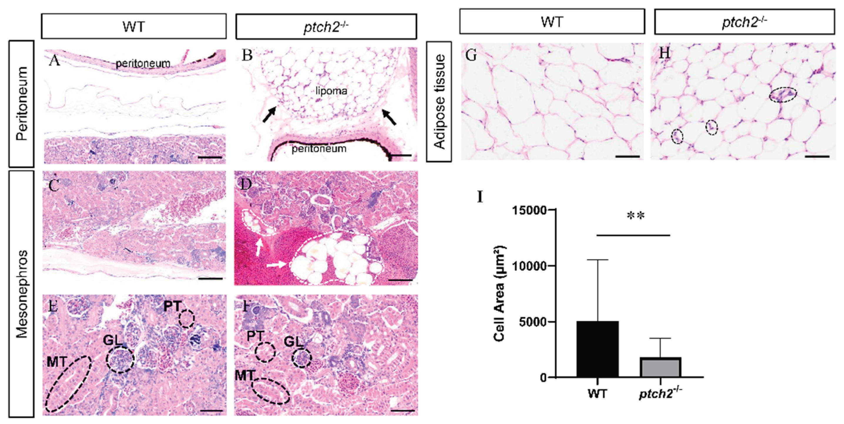 Preprints 191564 g003
