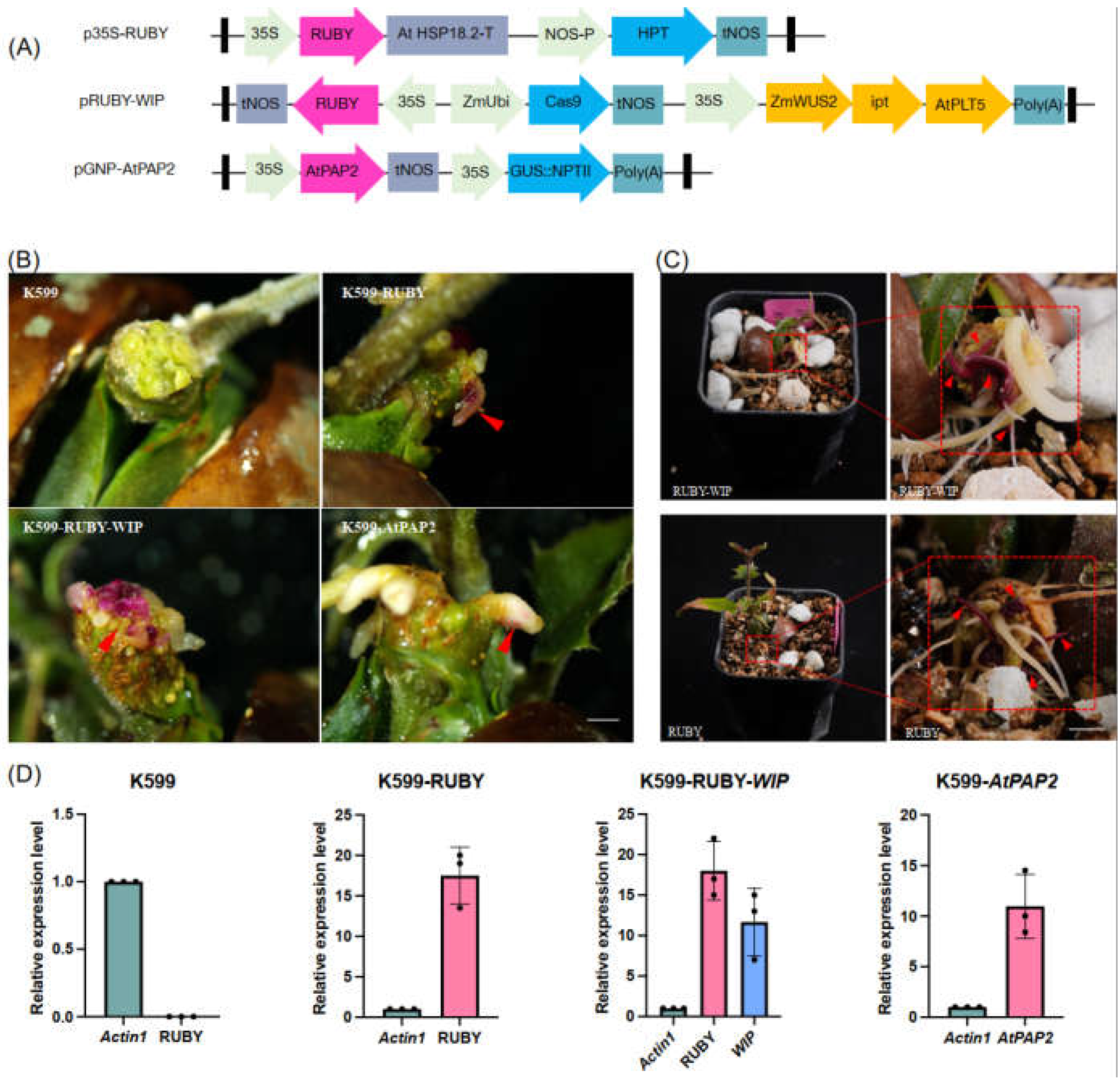 Preprints 220894 g003 Preprints 220894 g003
