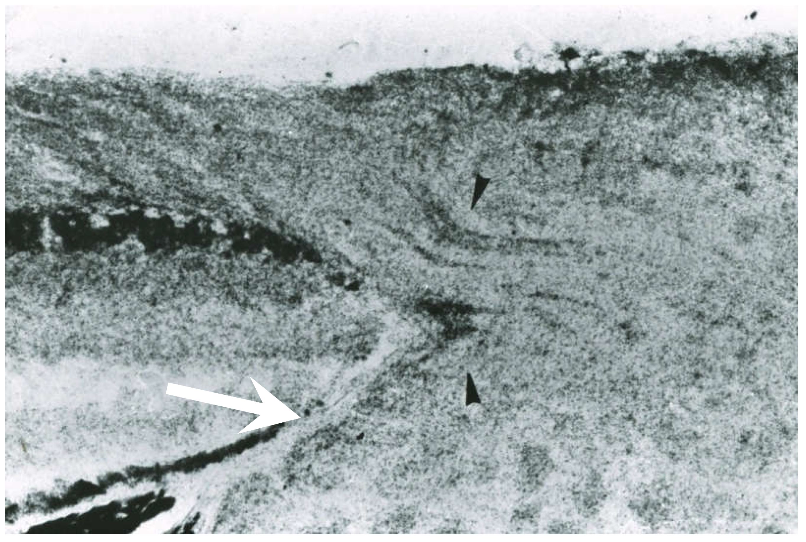 Preprints 194120 g002