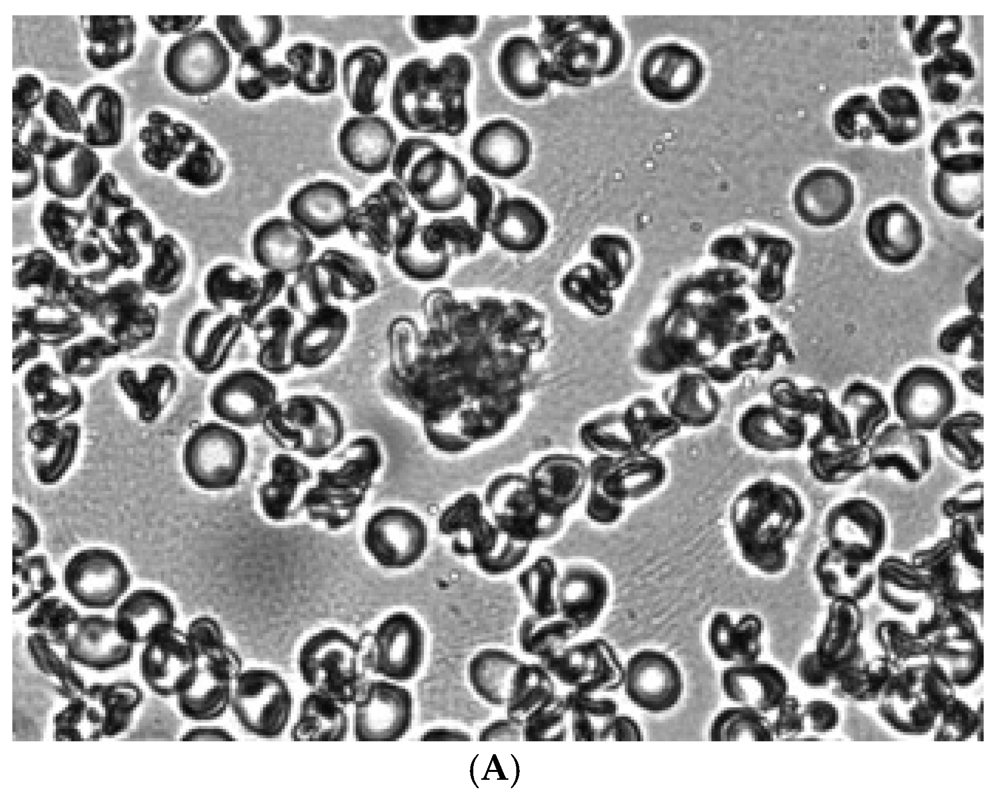 Preprints 173751 g005a