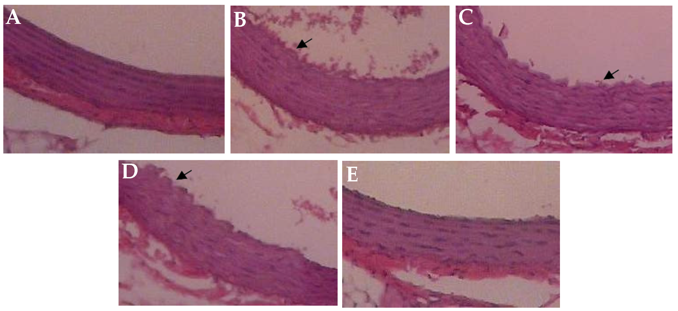 Preprints 122068 g008