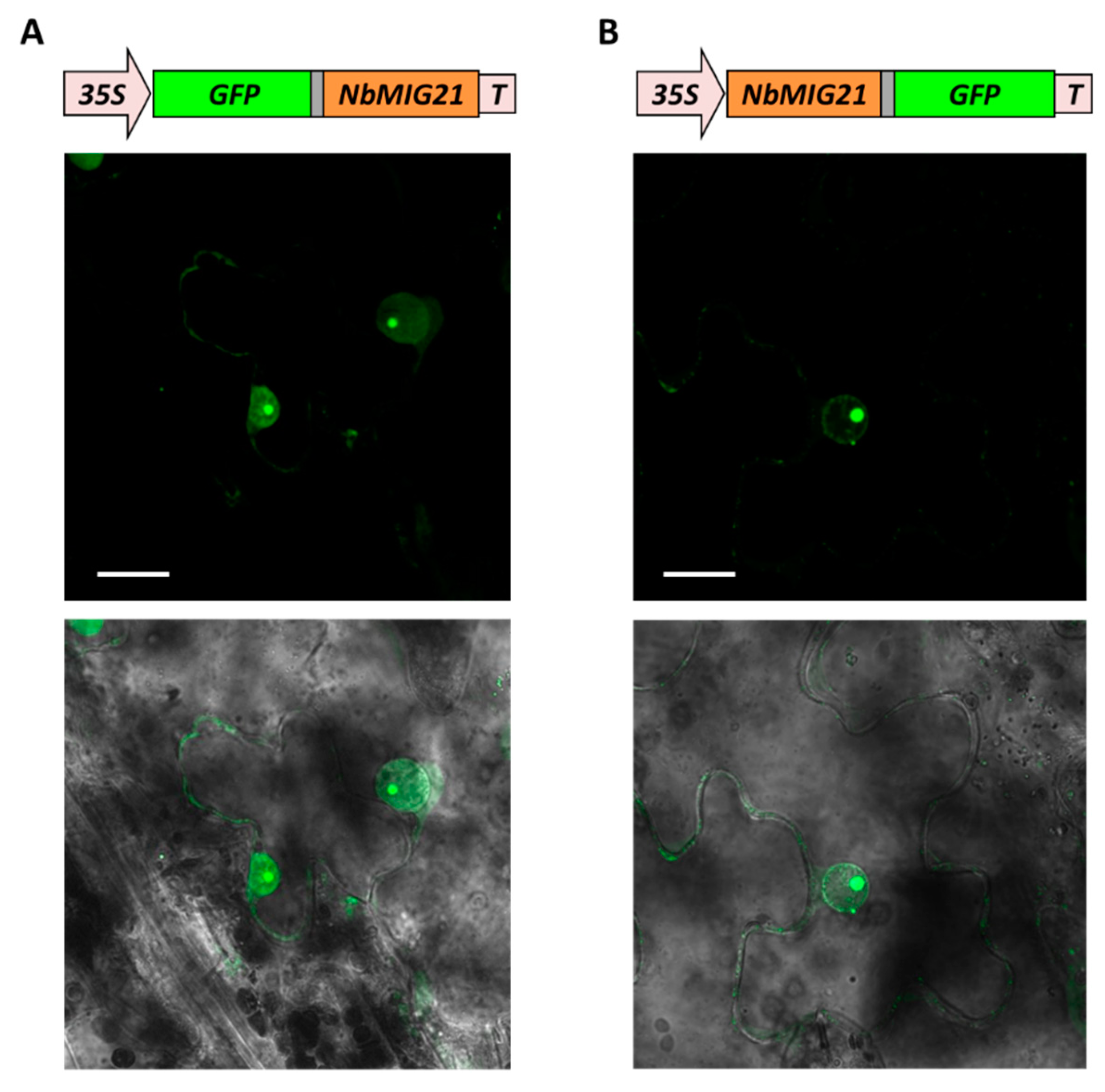 Preprints 93212 g003