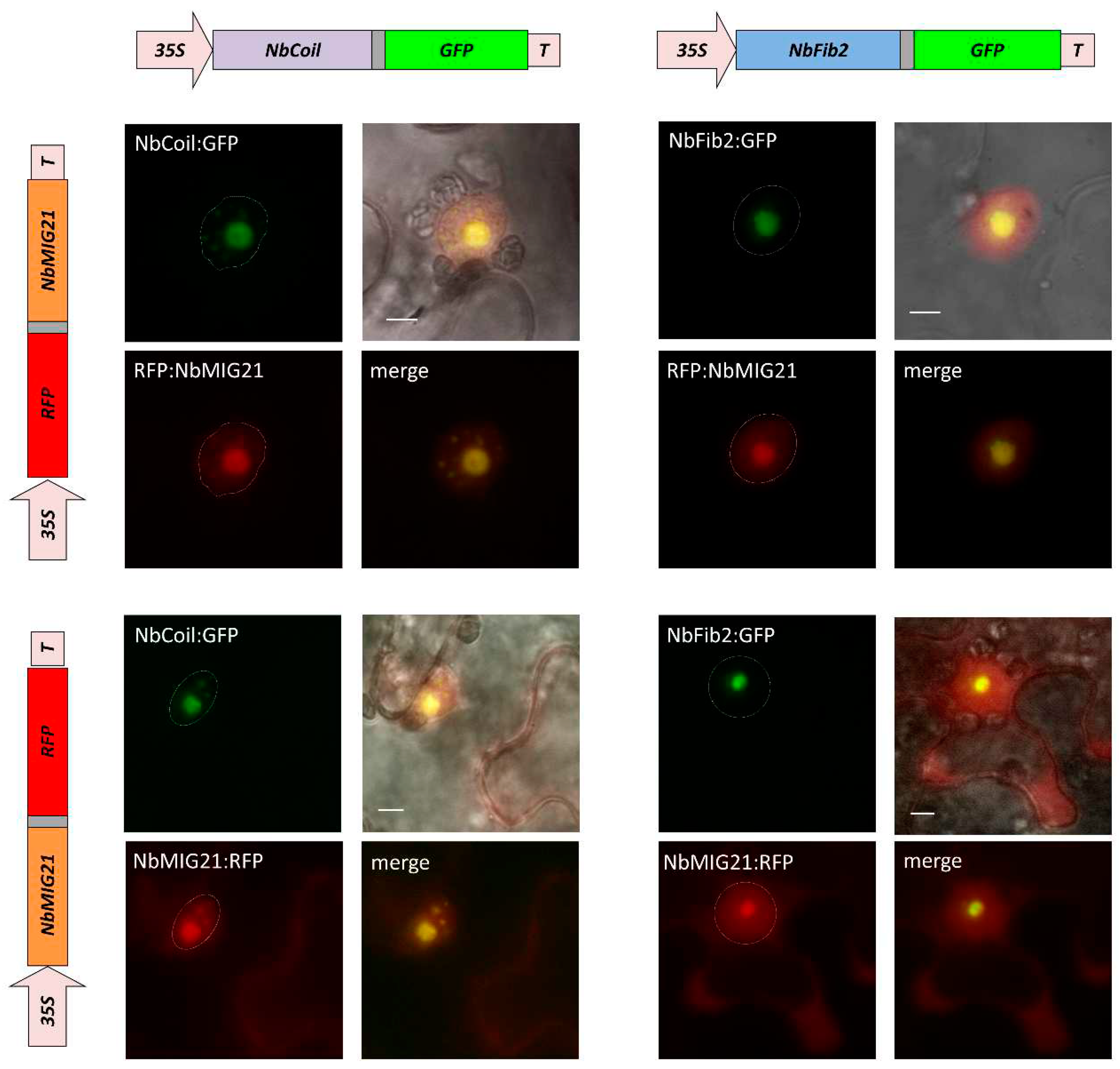 Preprints 93212 g004