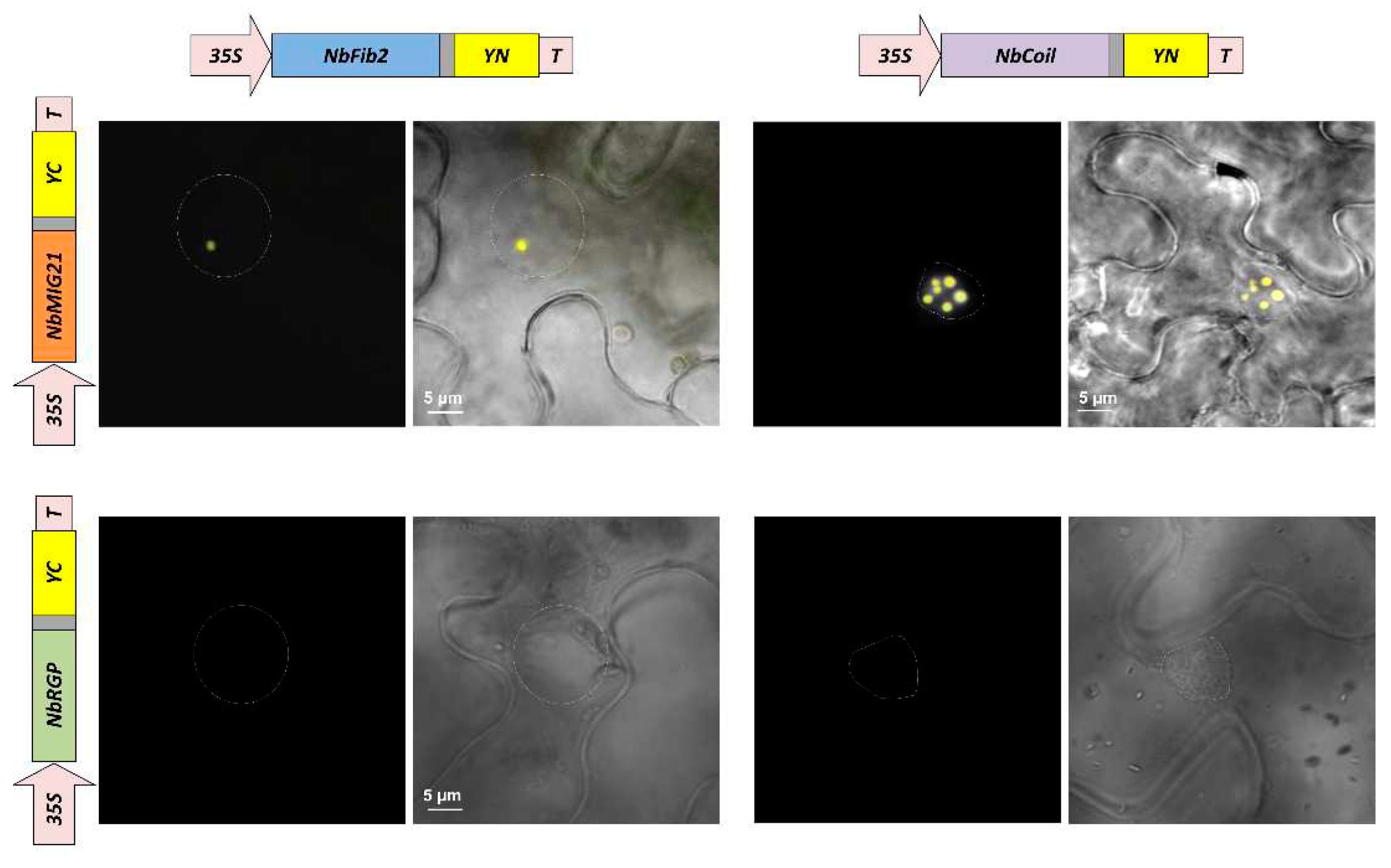 Preprints 93212 g005