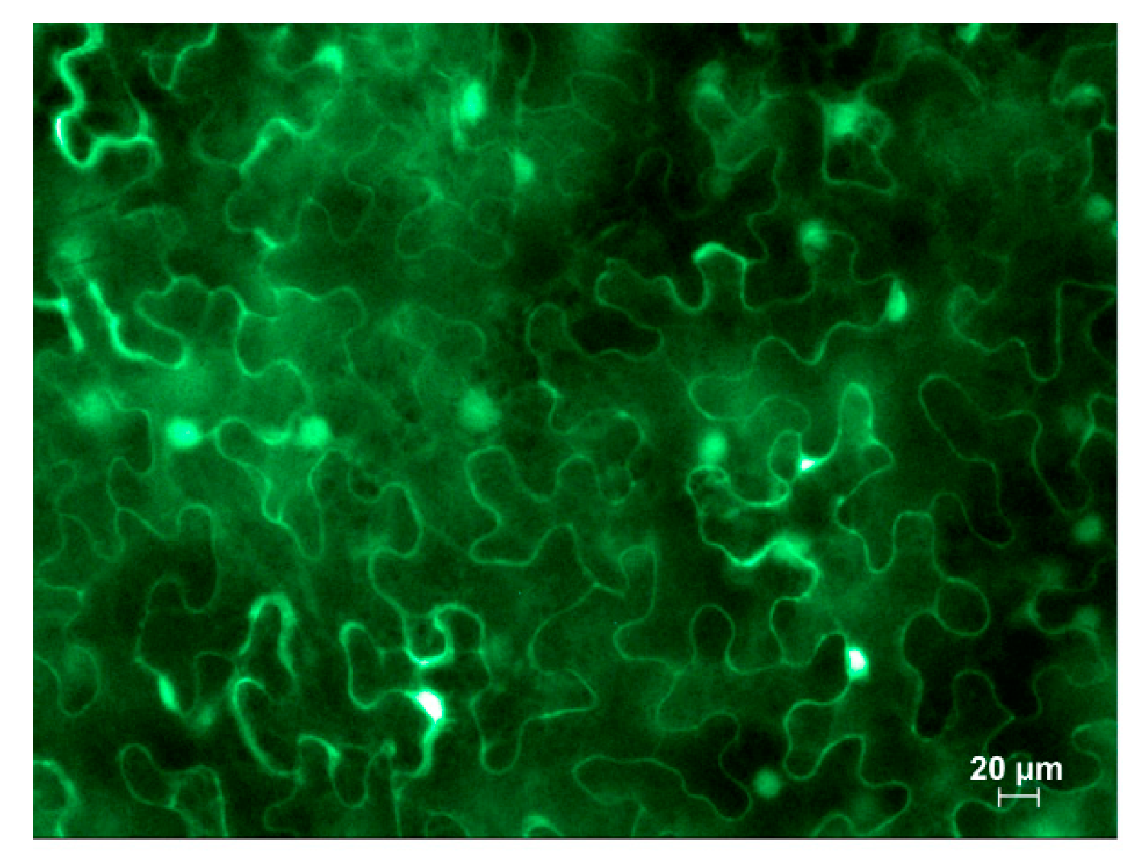 Preprints 93212 g008