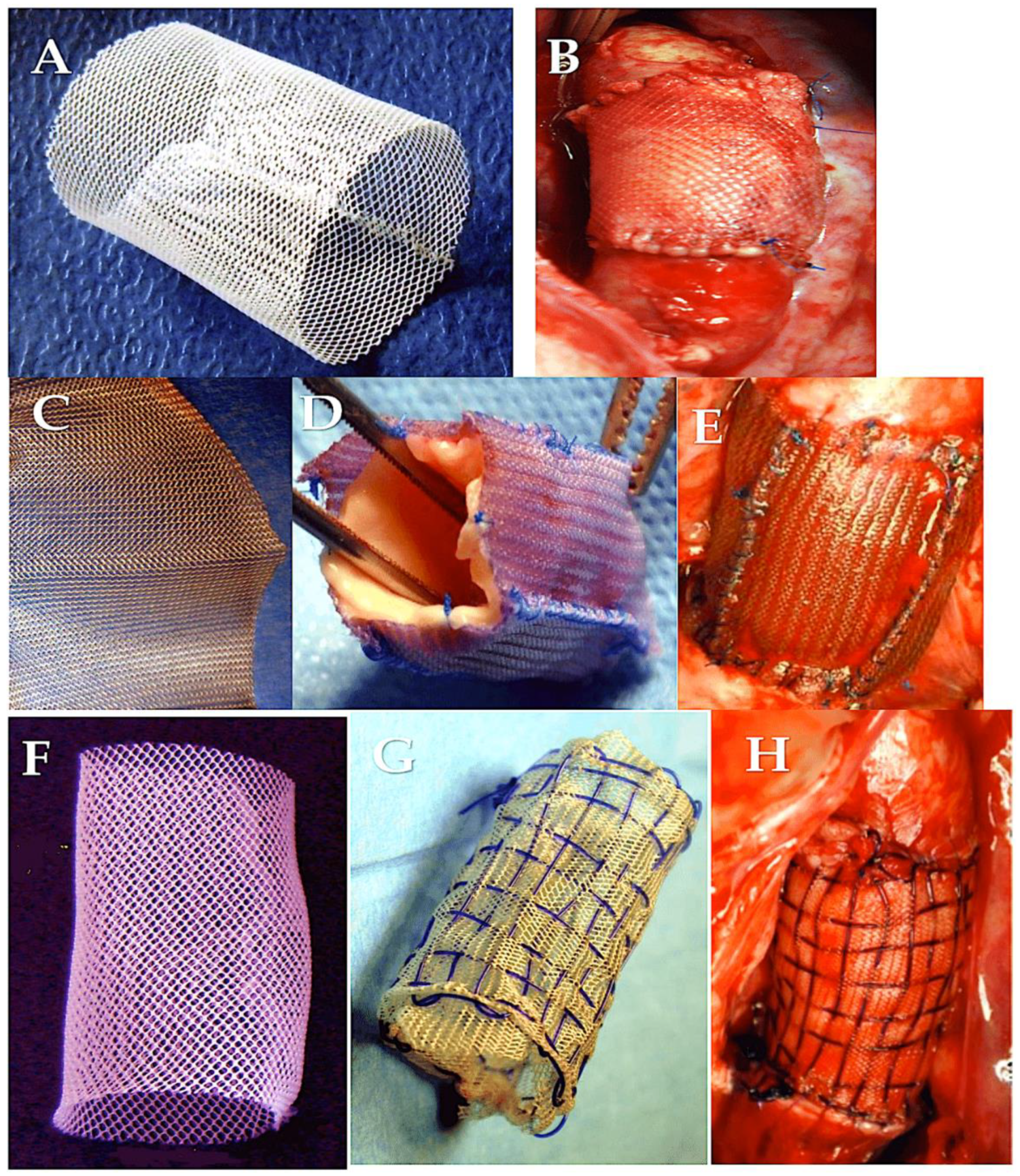 Preprints 118961 g005