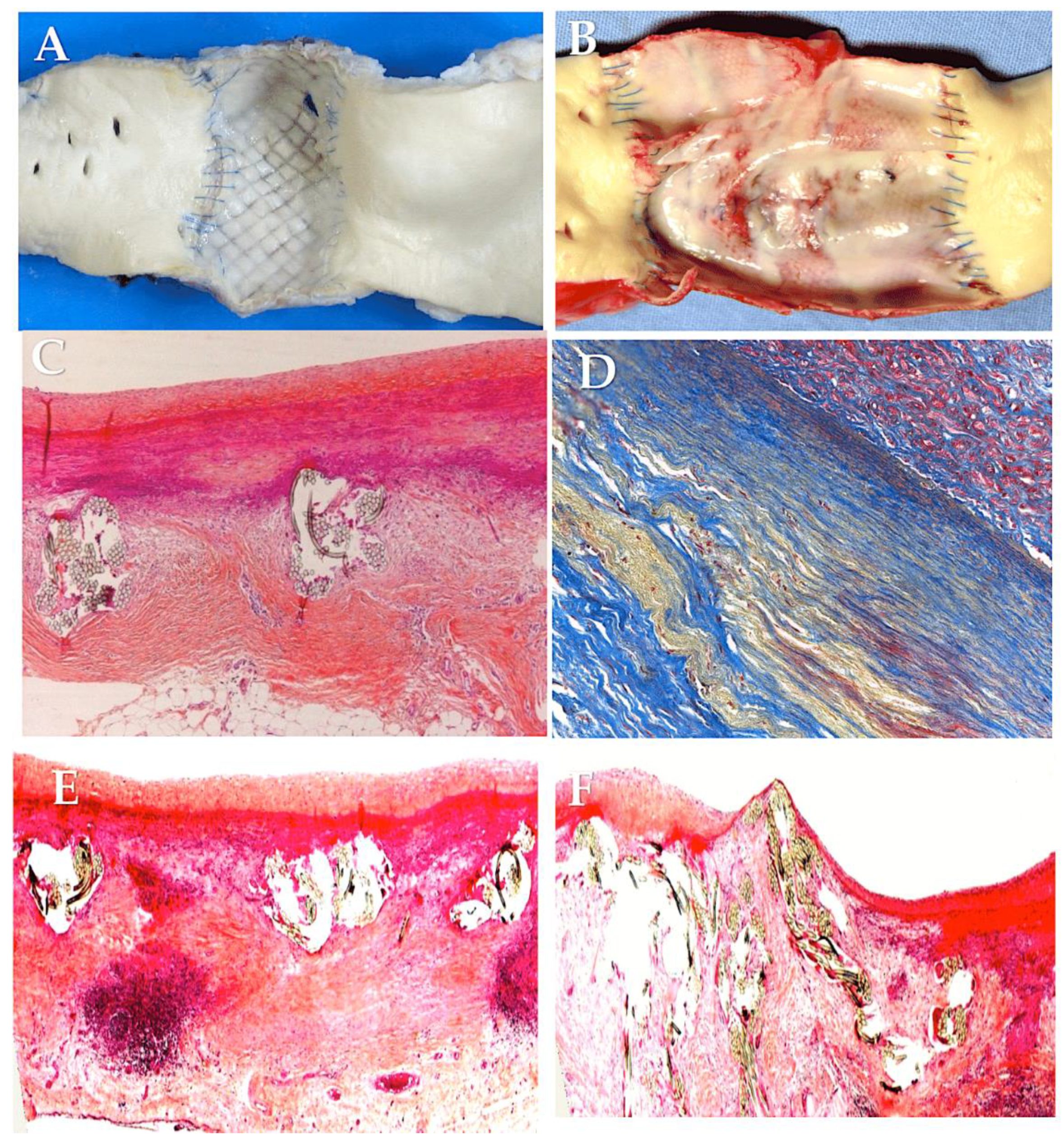 Preprints 118961 g007