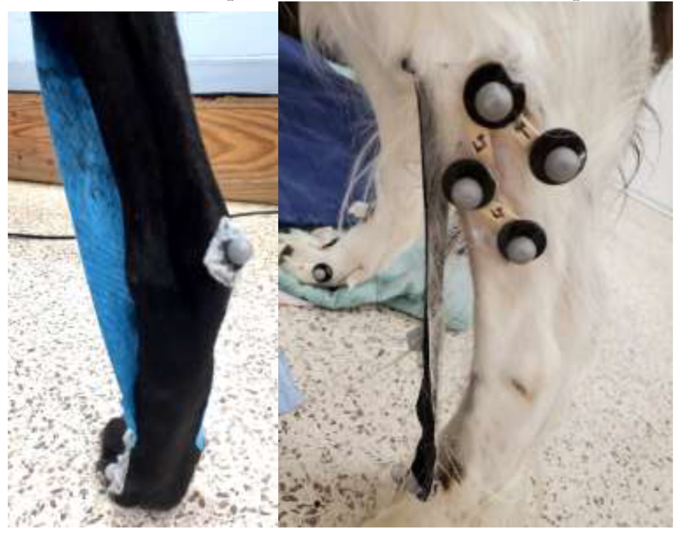 Preprints 152428 g004