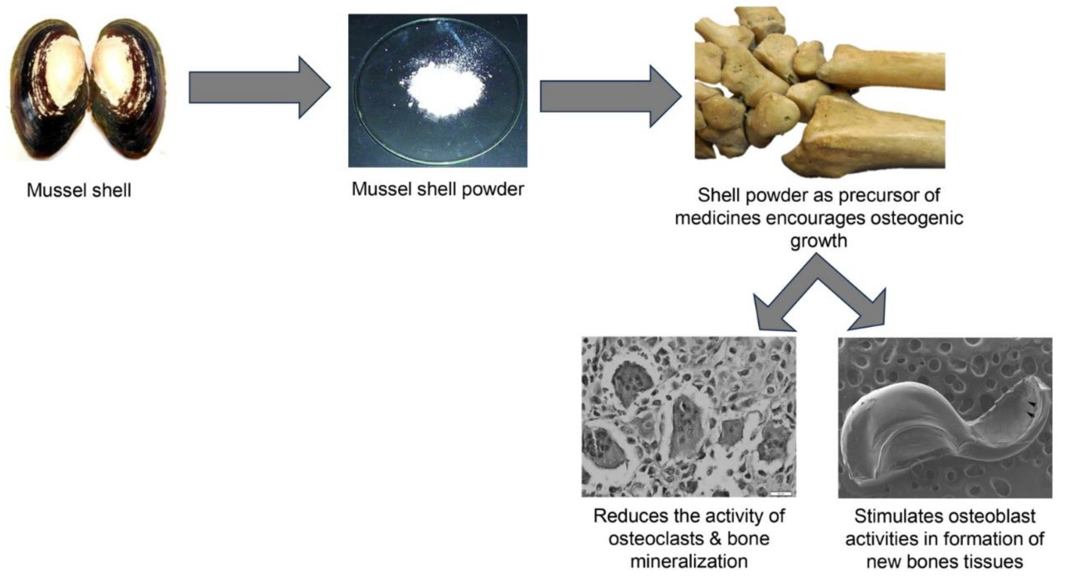 Preprints 144745 g005