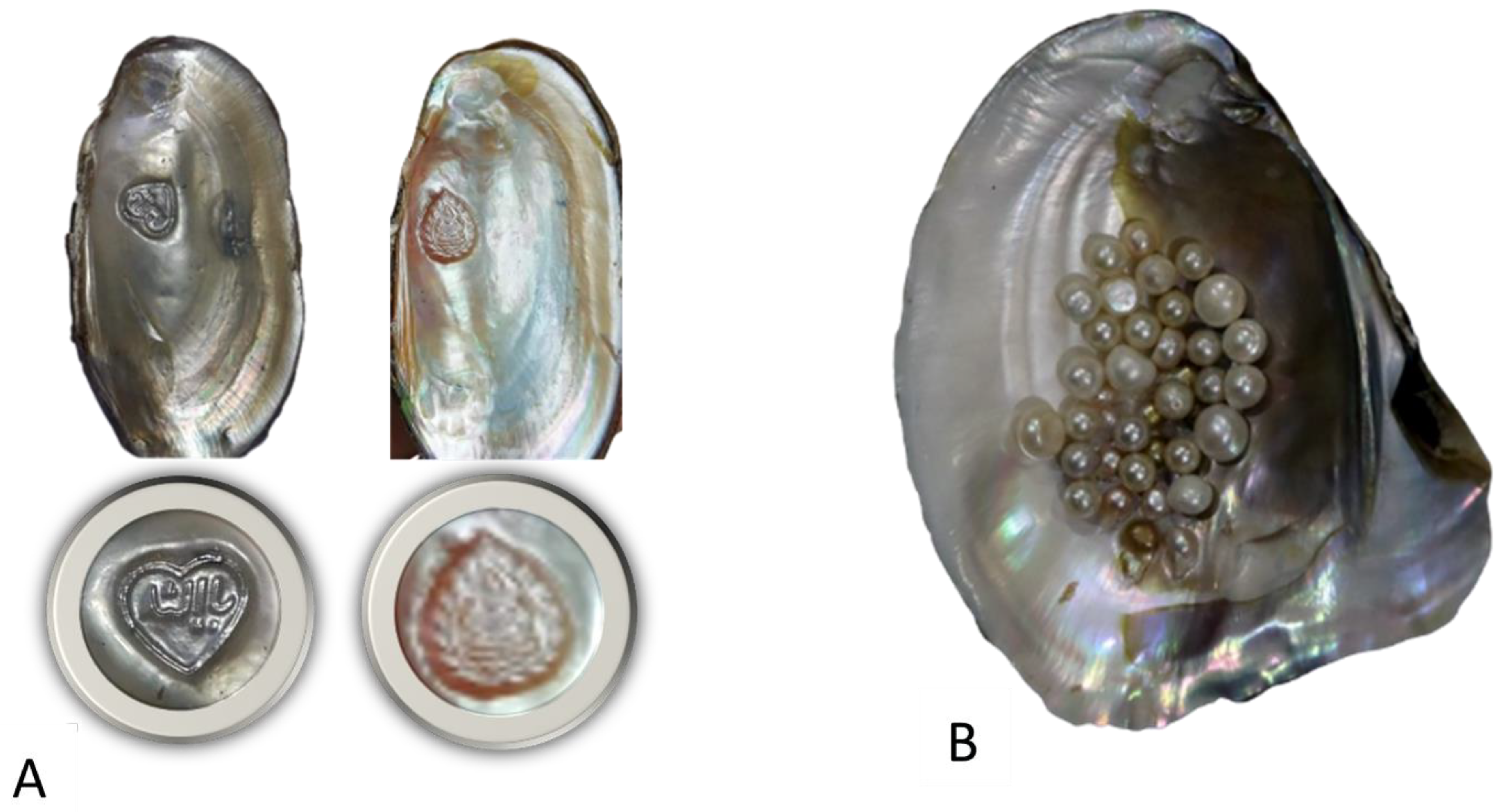 Preprints 144745 g006