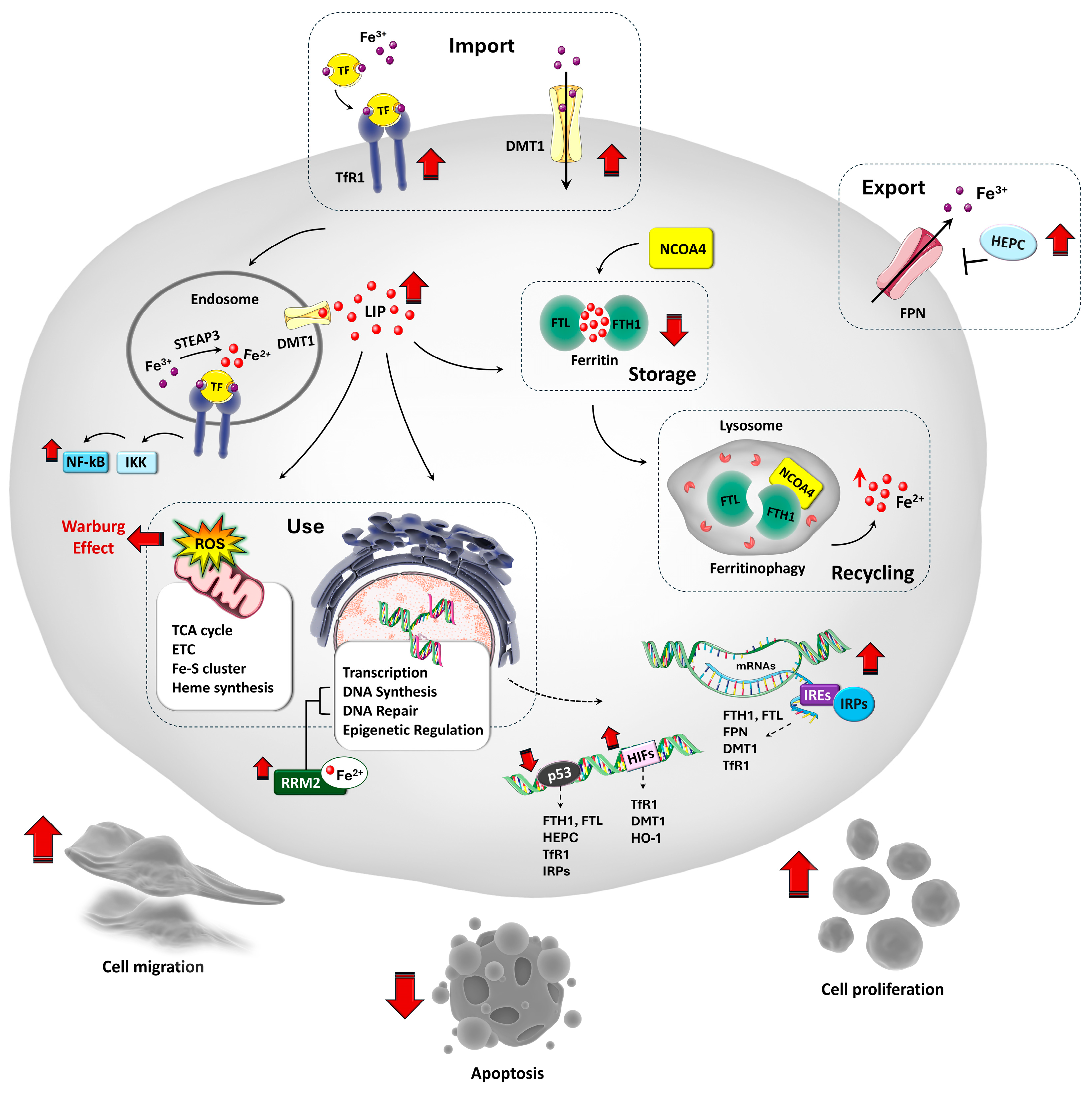 Preprints 176785 g001