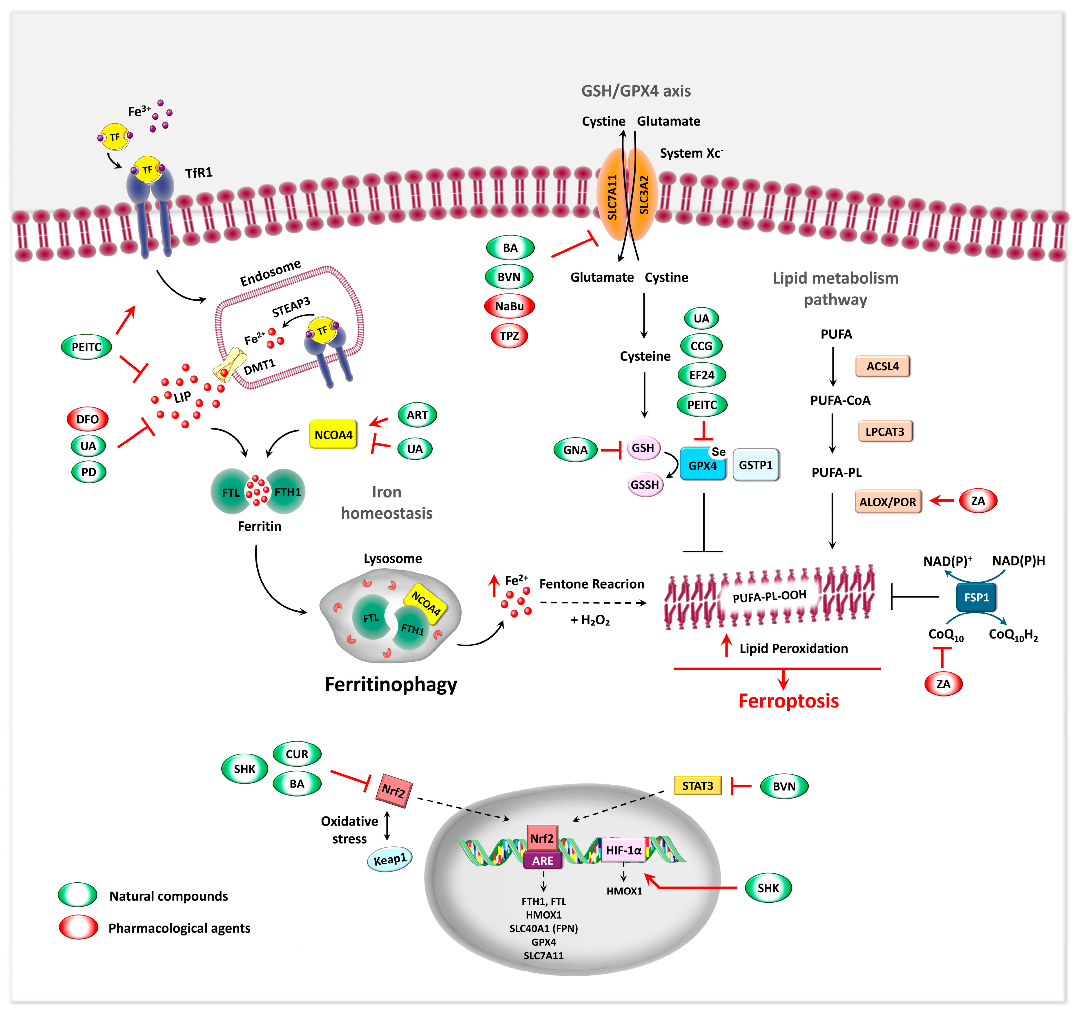 Preprints 176785 g002