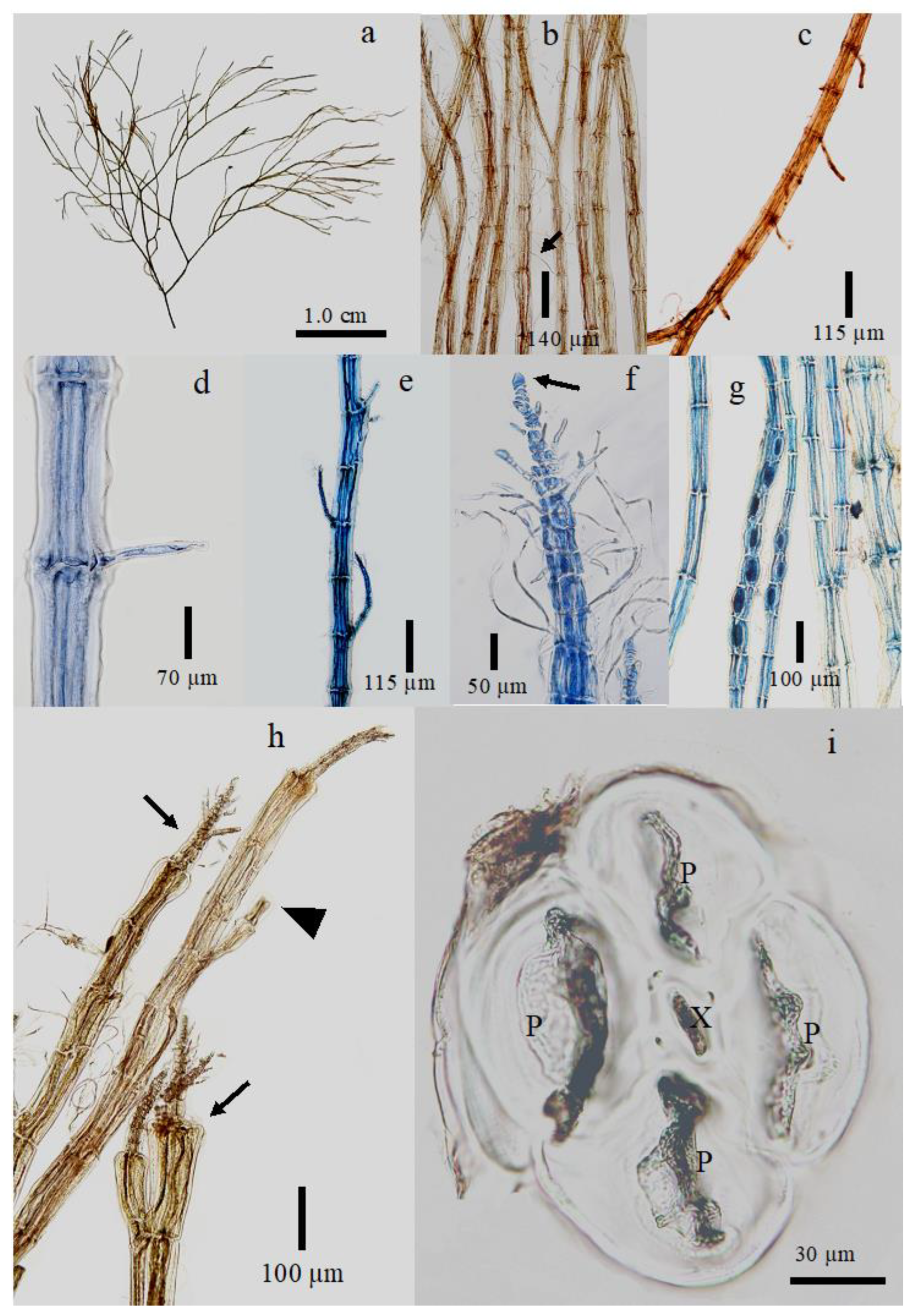 Preprints 172440 g002